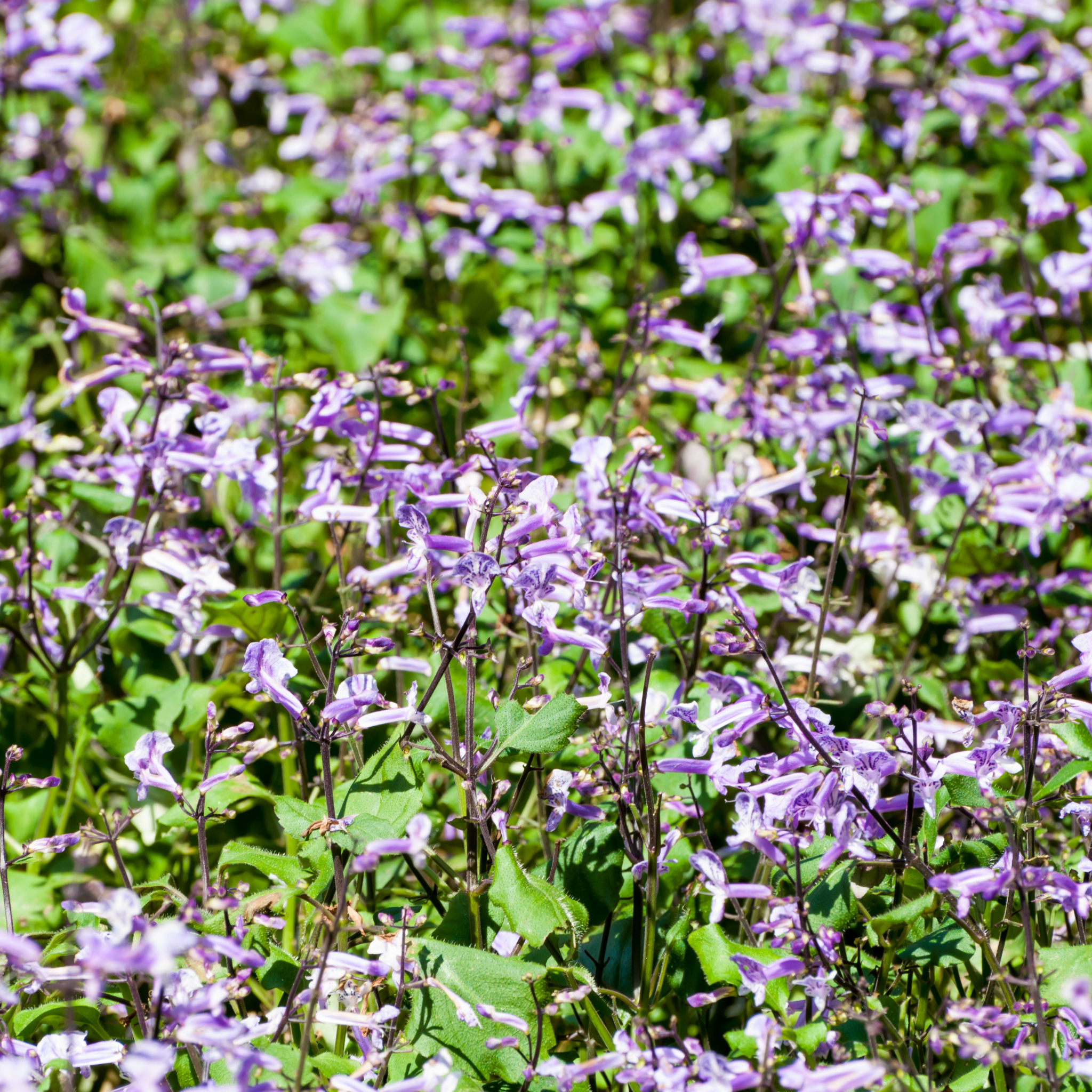 Mona Lavender Spur Flower - Plectranthus hybrida Mona Lavender PBR