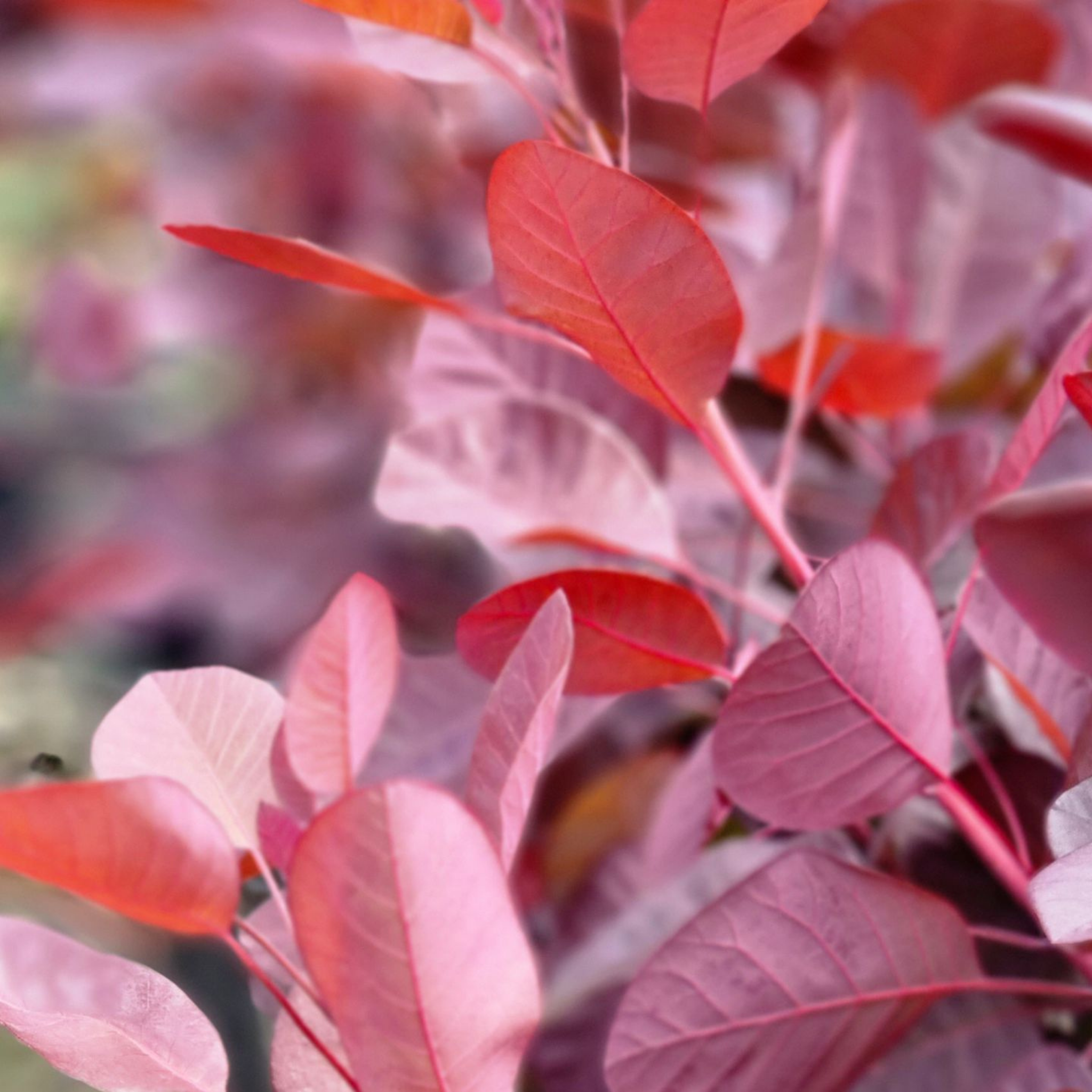 Cotinus coggygria Royal Purple Smoke Tree - Cotinus coggygria Royal Purple