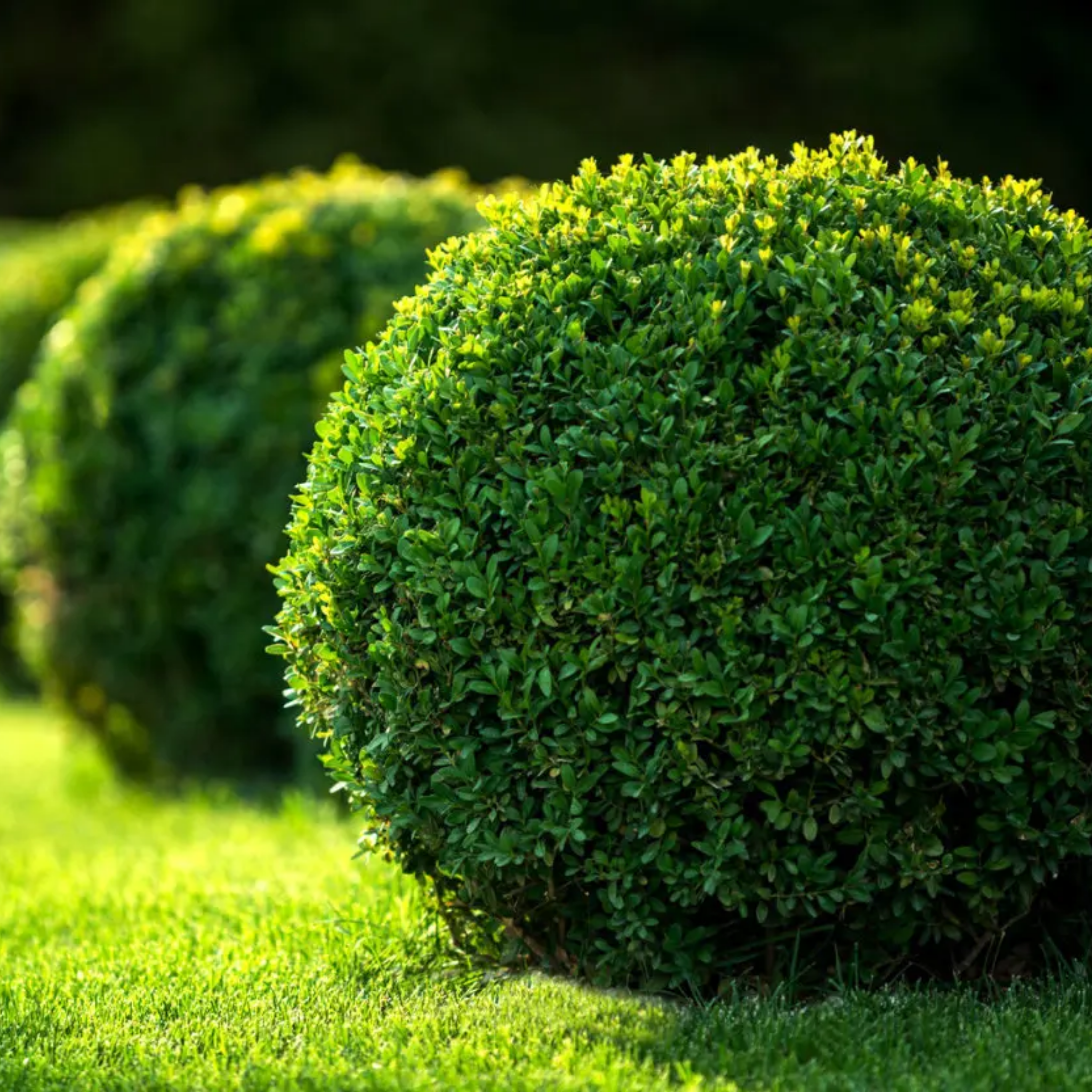 Neatly trimmed green shrubs on a well-maintained lawn
