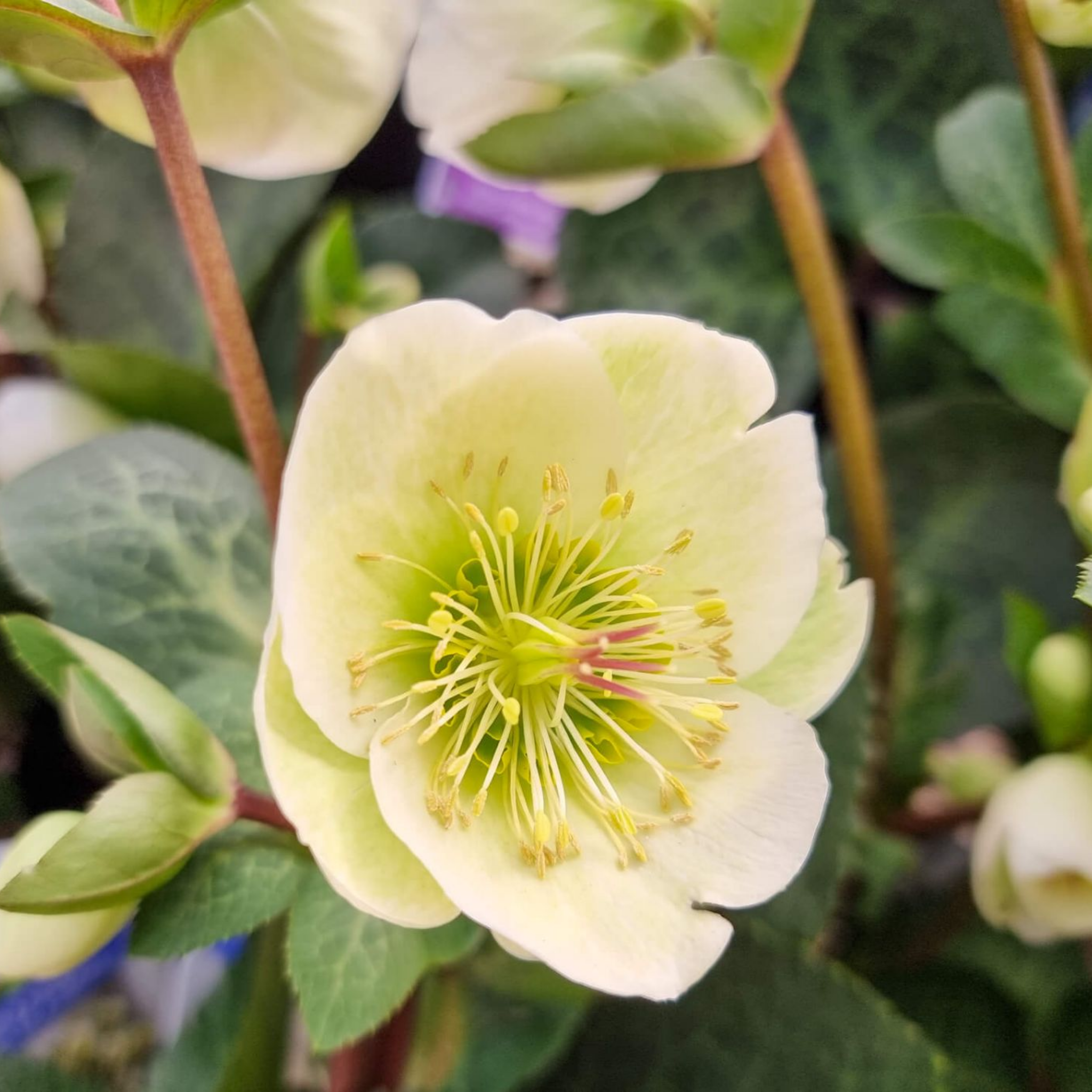 Winter Rose Moondance - Helleborus hybrida Moondance PBR