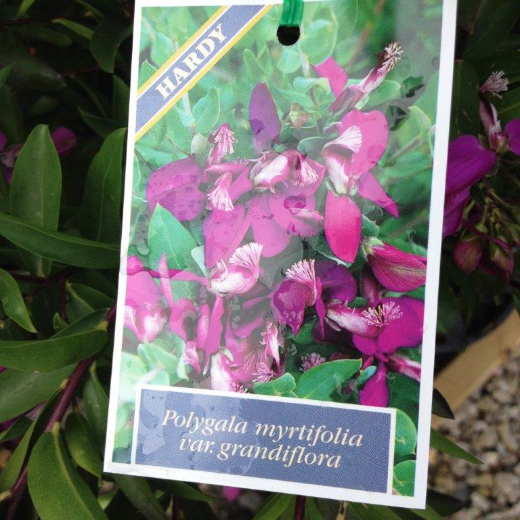 Sweet Pea Shrub - Polygala myrtiflora Grandiflora