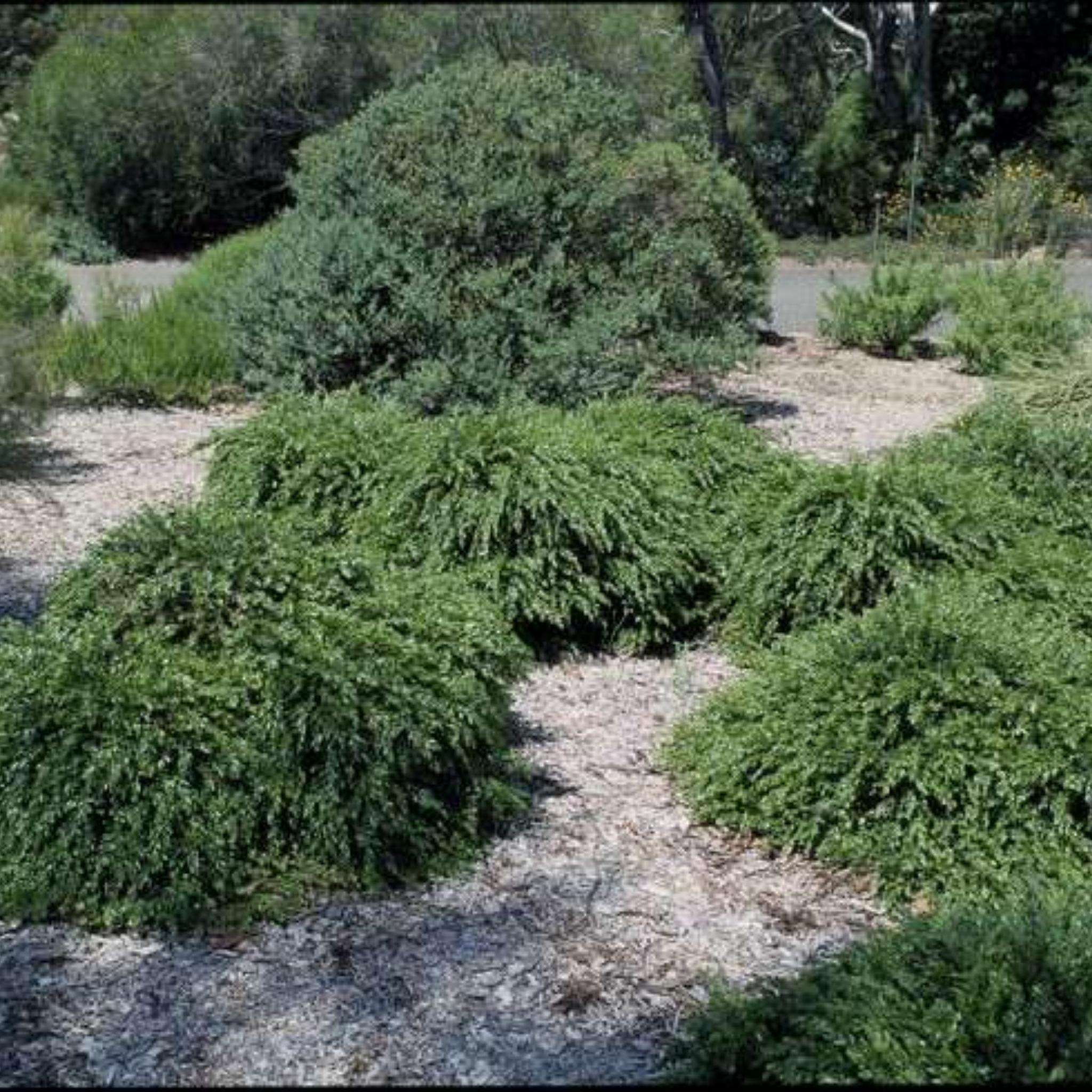Green shrubs on a gravel path with trees in the background