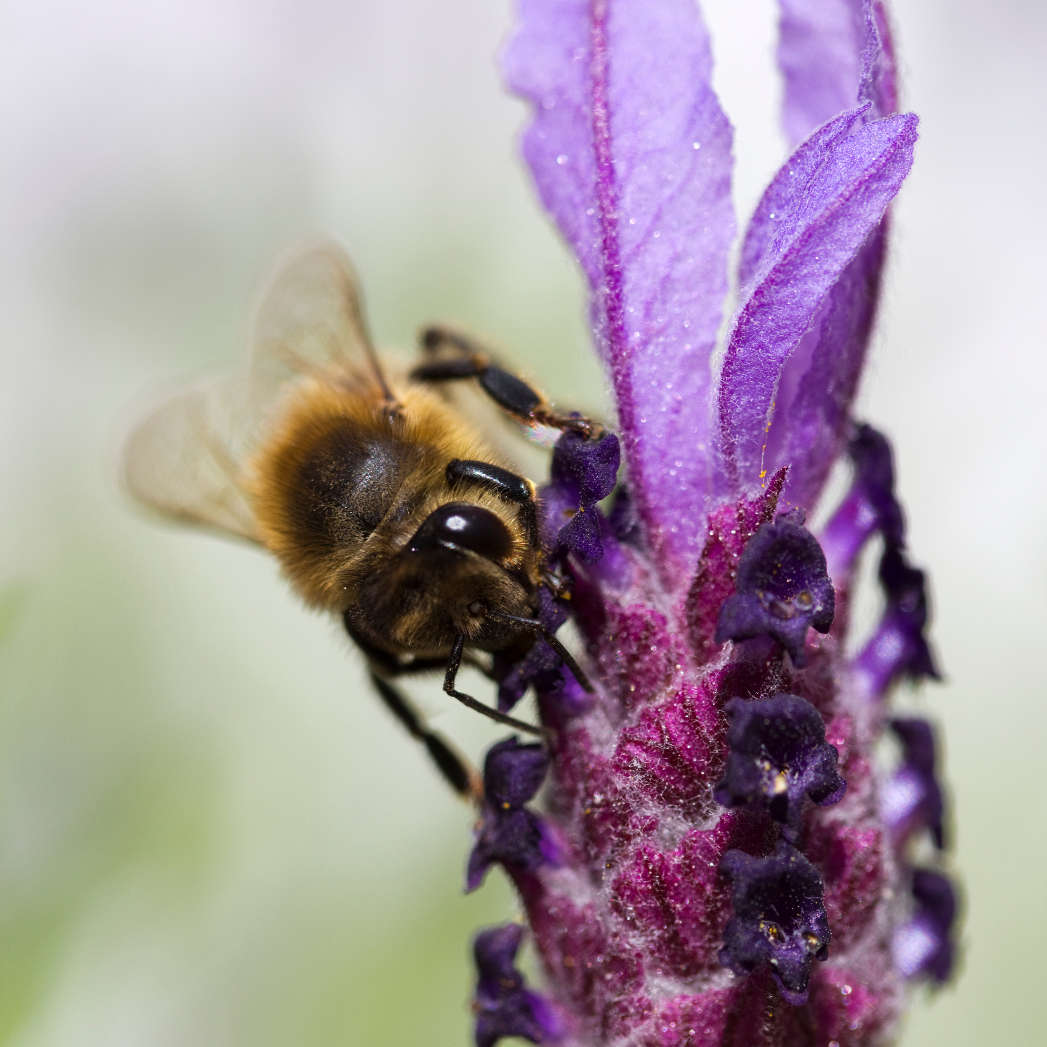 Lavandula pedunculata La Diva Papillon Big Night