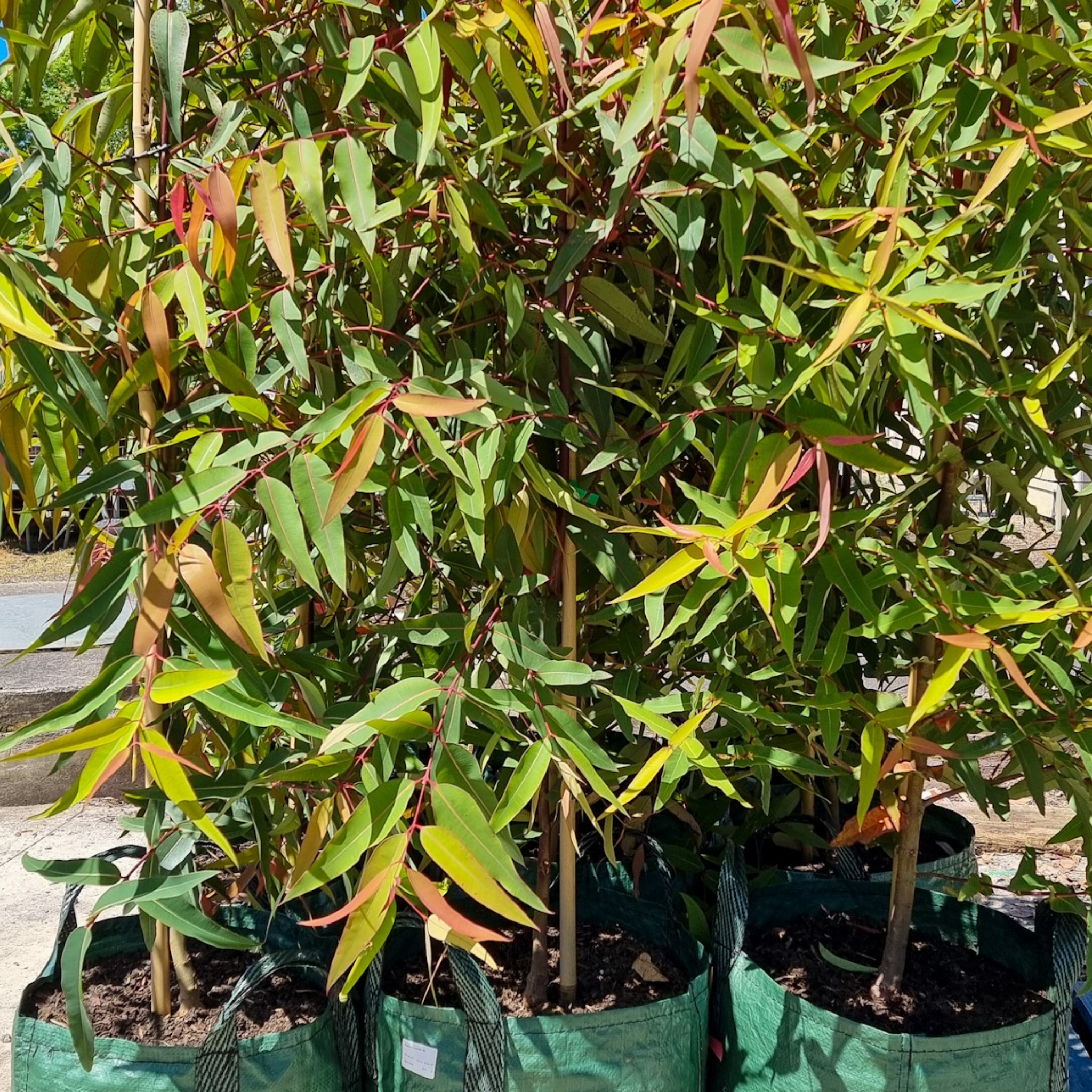 Sydney Red Gum / Smooth Barked Apple Gum / Rose Gum - Angophora costata