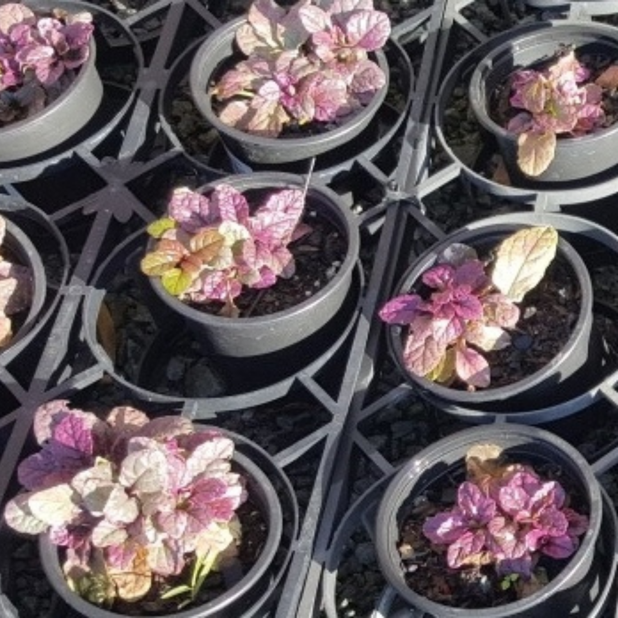 Ajuga Burgundy Glow - Ajuga reptans Burgundy Glow