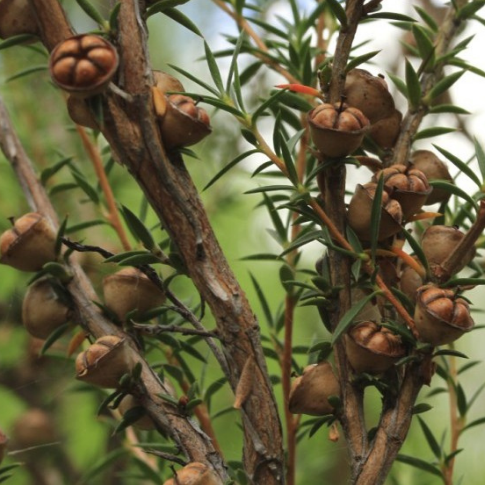 Prickly Tea Tree - Leptospermum continentale
