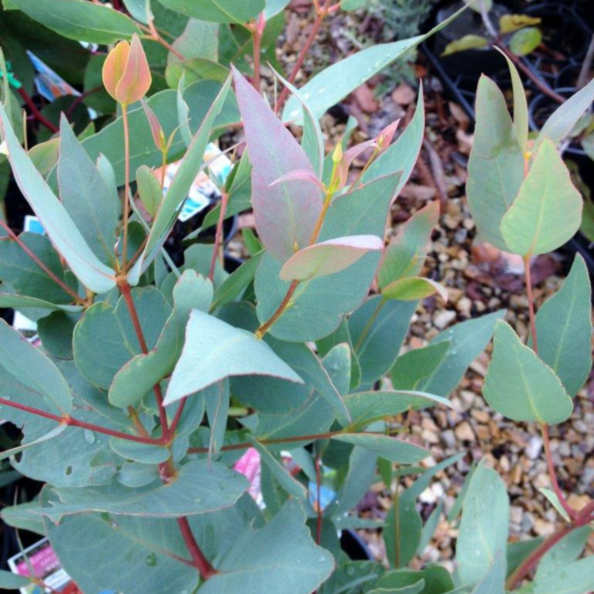 Eucalyptus leucoxylon Rosea Dwarf - Dwarf Pink Flowering Yellow Gum