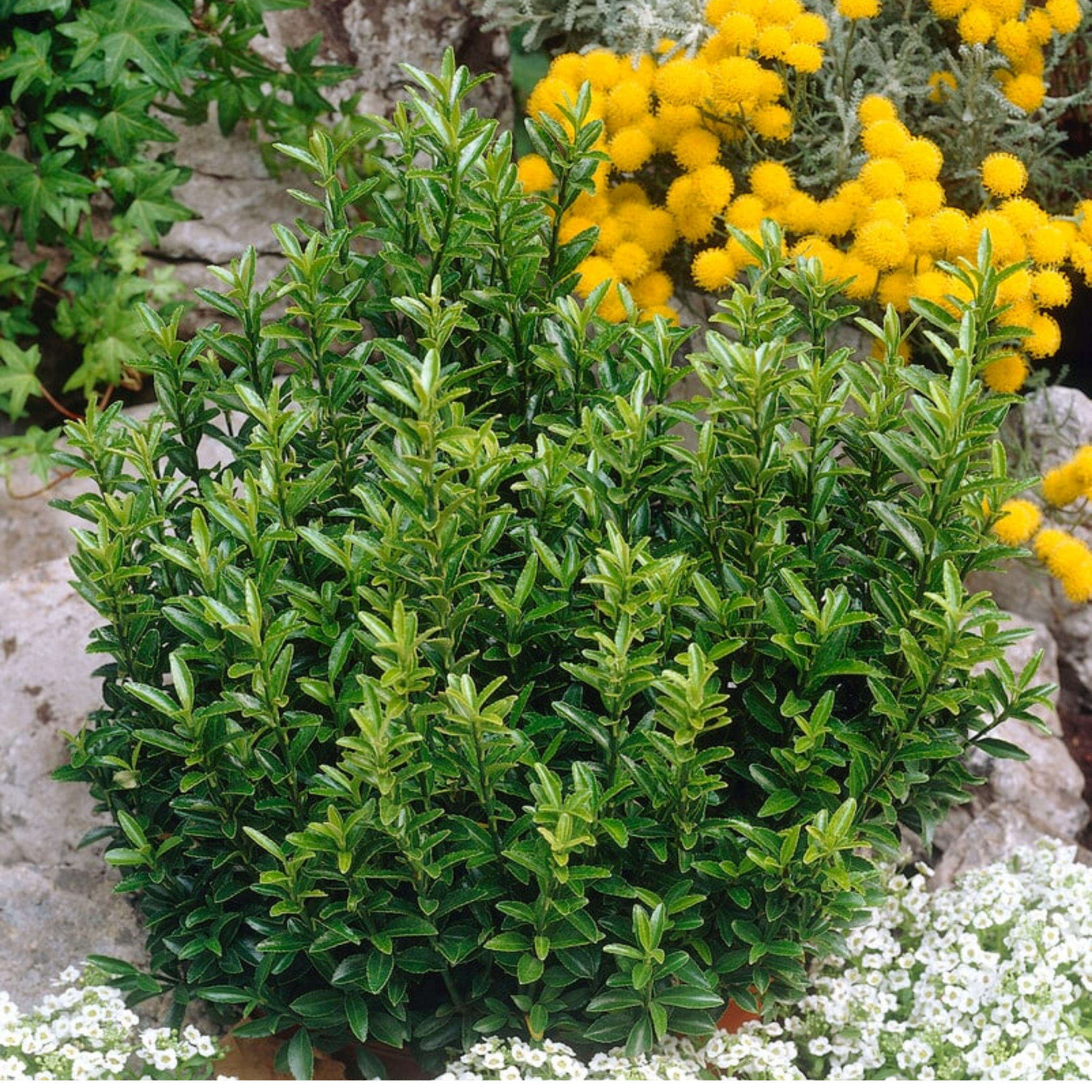 Dwarf Japanese Spindle Bush - Euonymus japonicus Microphyllus