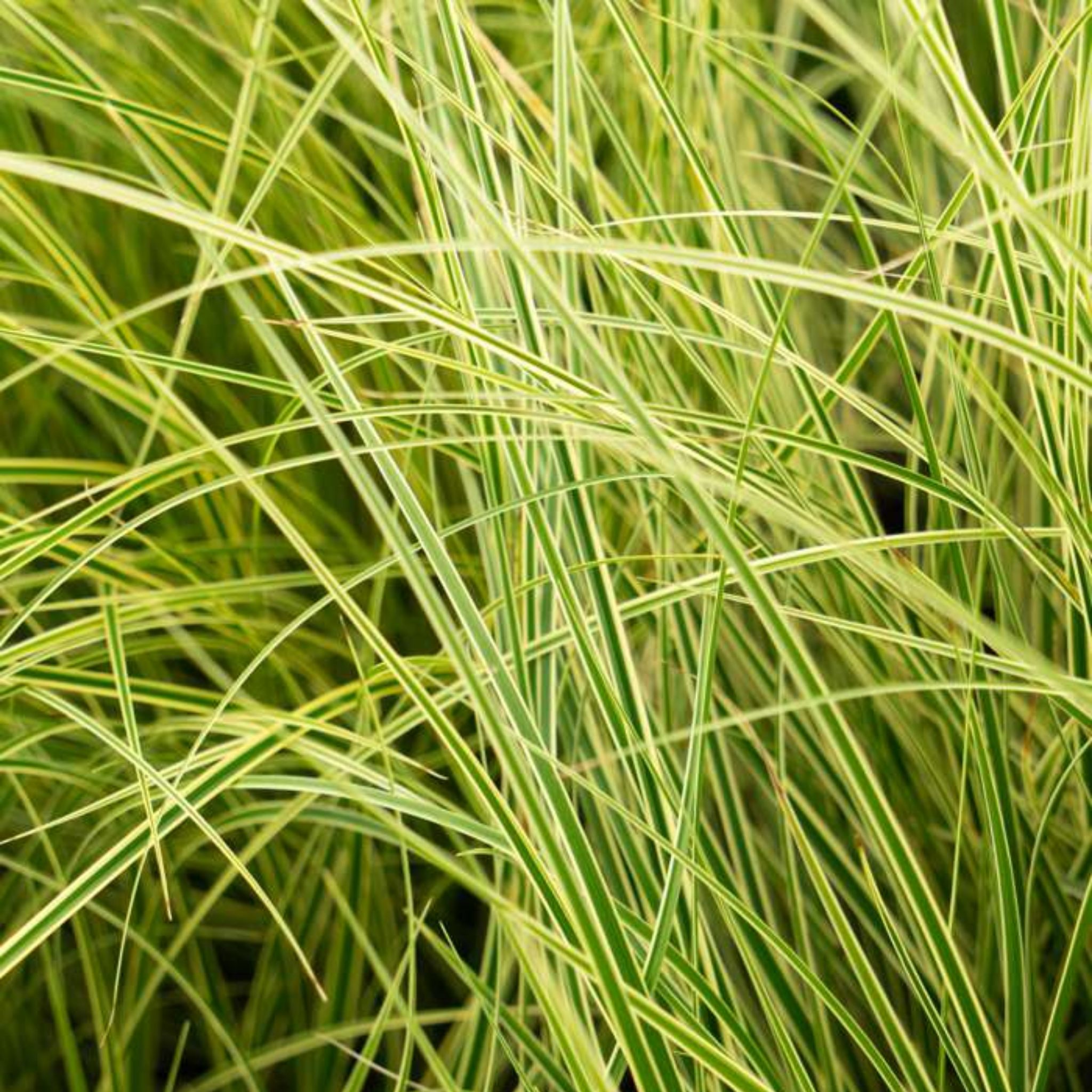 Close-up of green and yellow grass with a blurred background