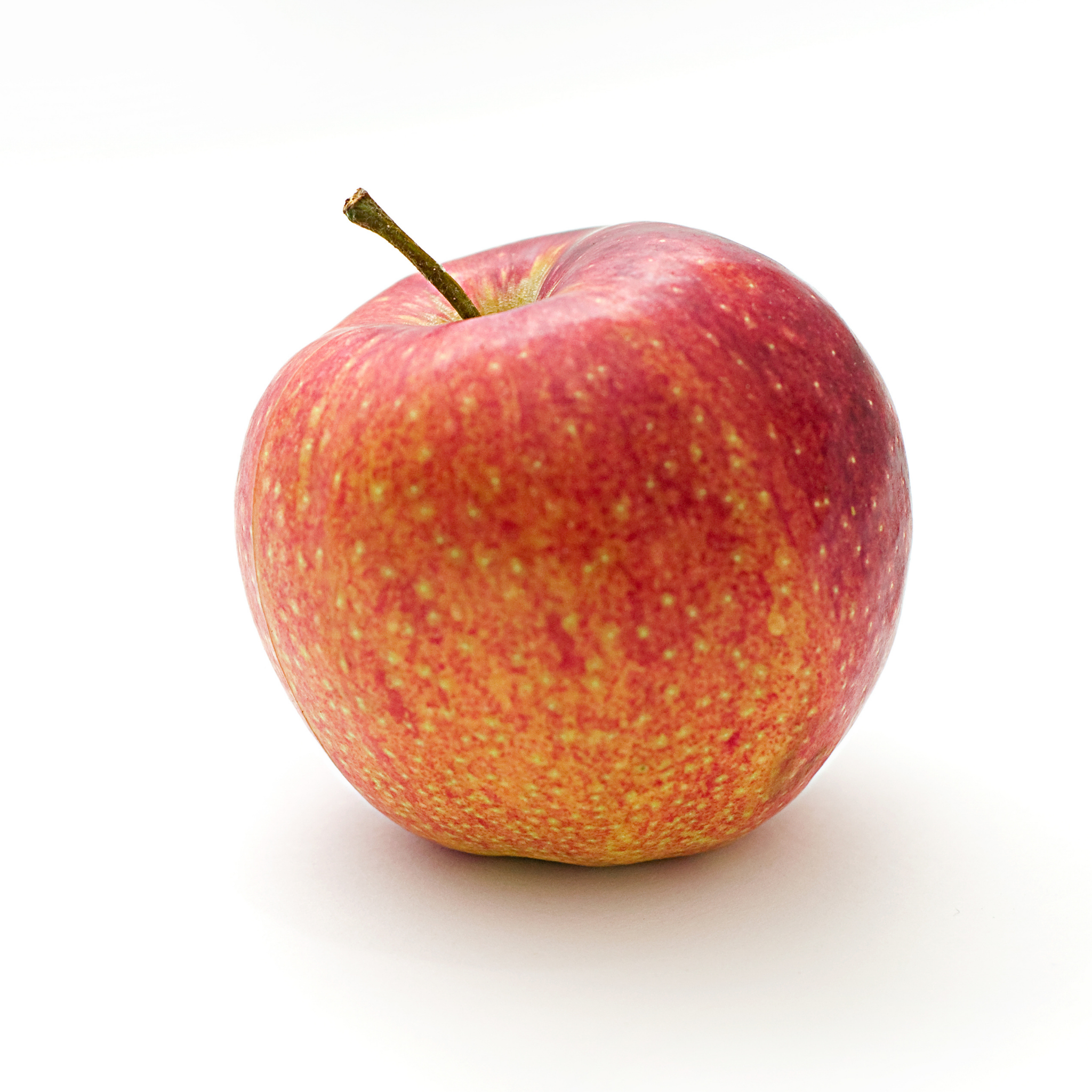Apple Gala Tree - Malus domestica Gala Apple