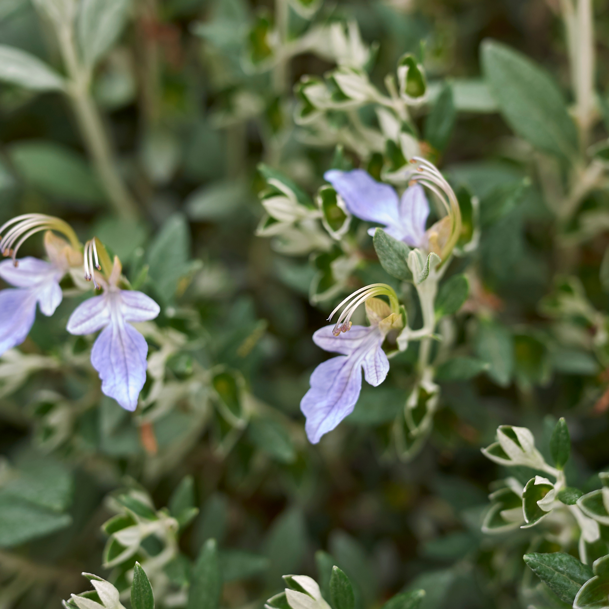 Shrubby Germander - Teucrium fruticans