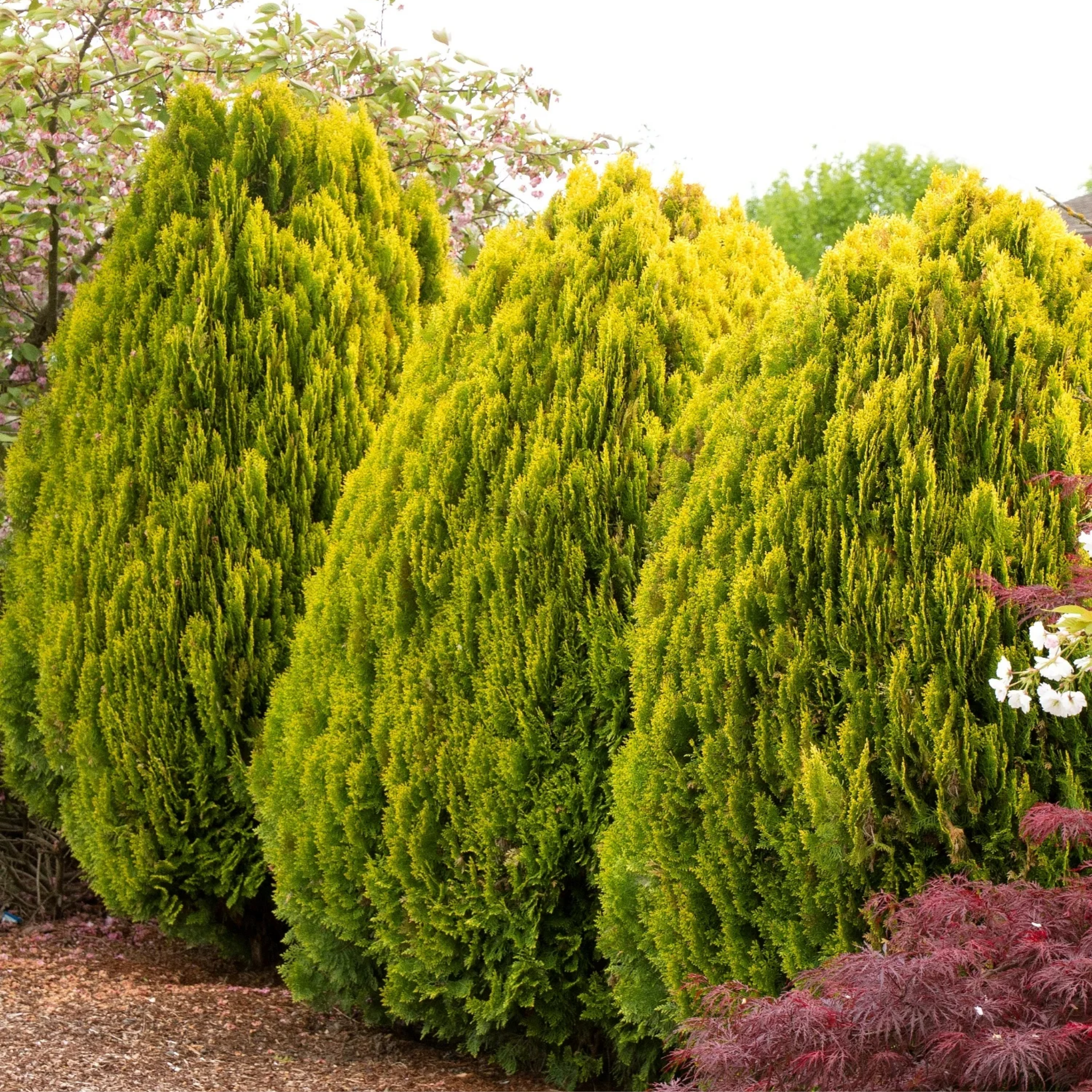Golden Dwarf Biota - Thuja orientalis Nana Aurea