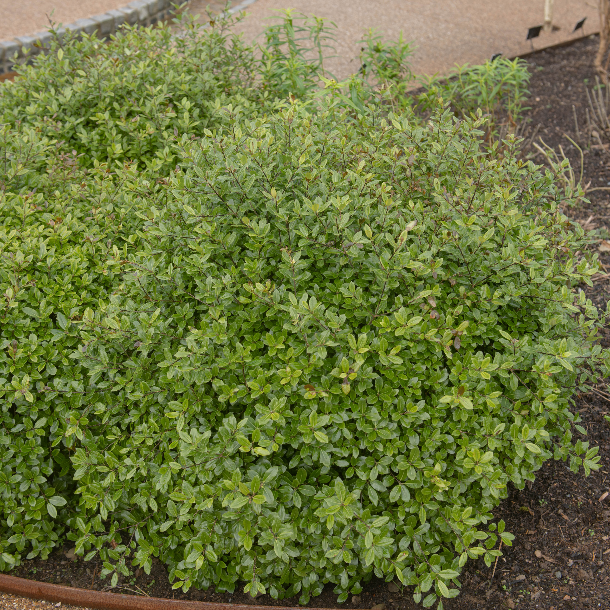 Green bush in a garden bed with soil and a concrete path in the background
