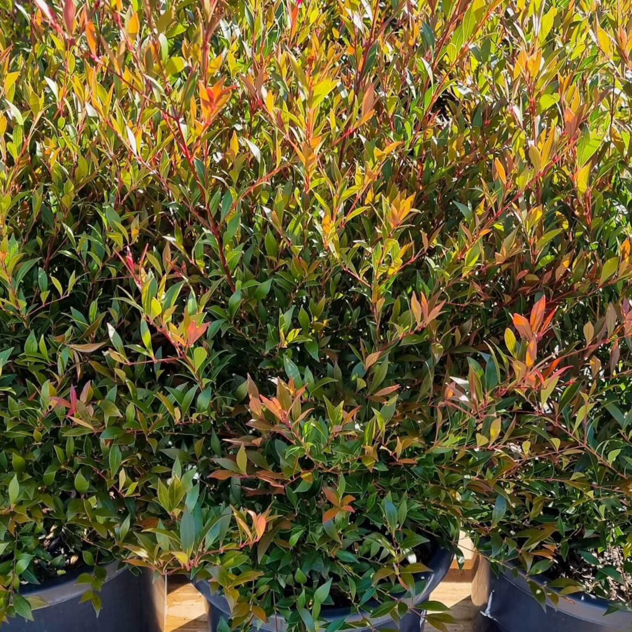 Group of potted plants with green and red leaves