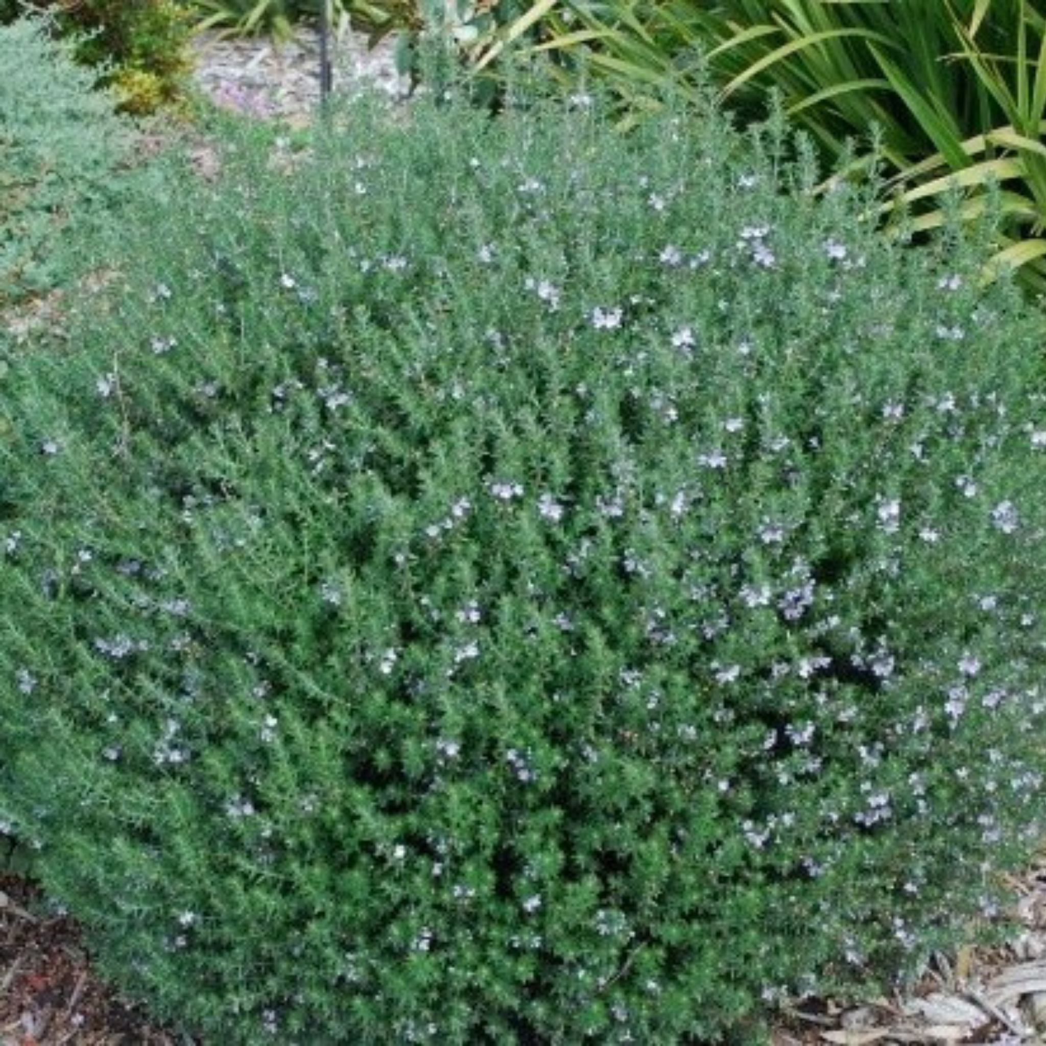 Coastal Rosemary Jervis Gem - Westringia fruticosa Jervis Gem
