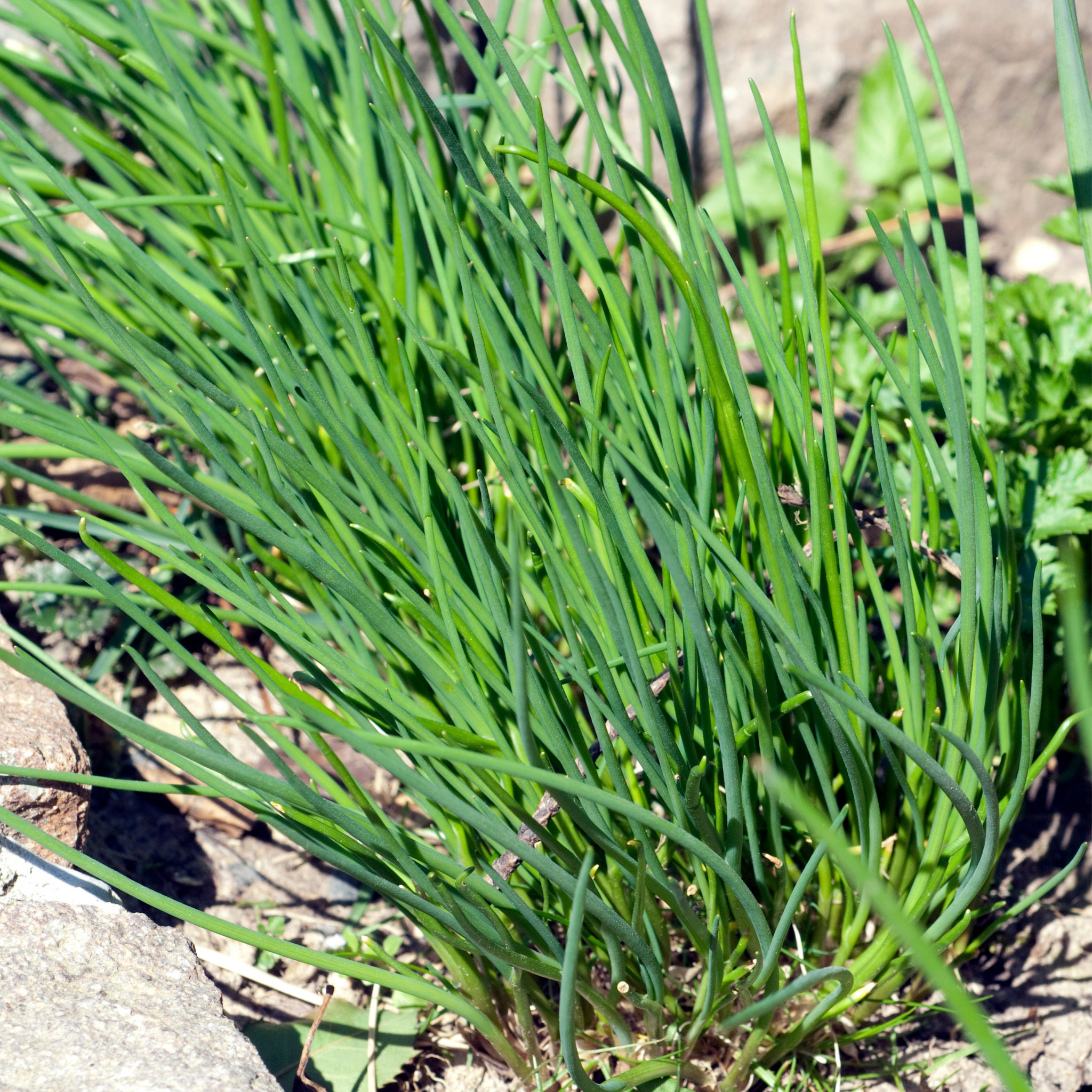 Chives - Allium schoenoprasum