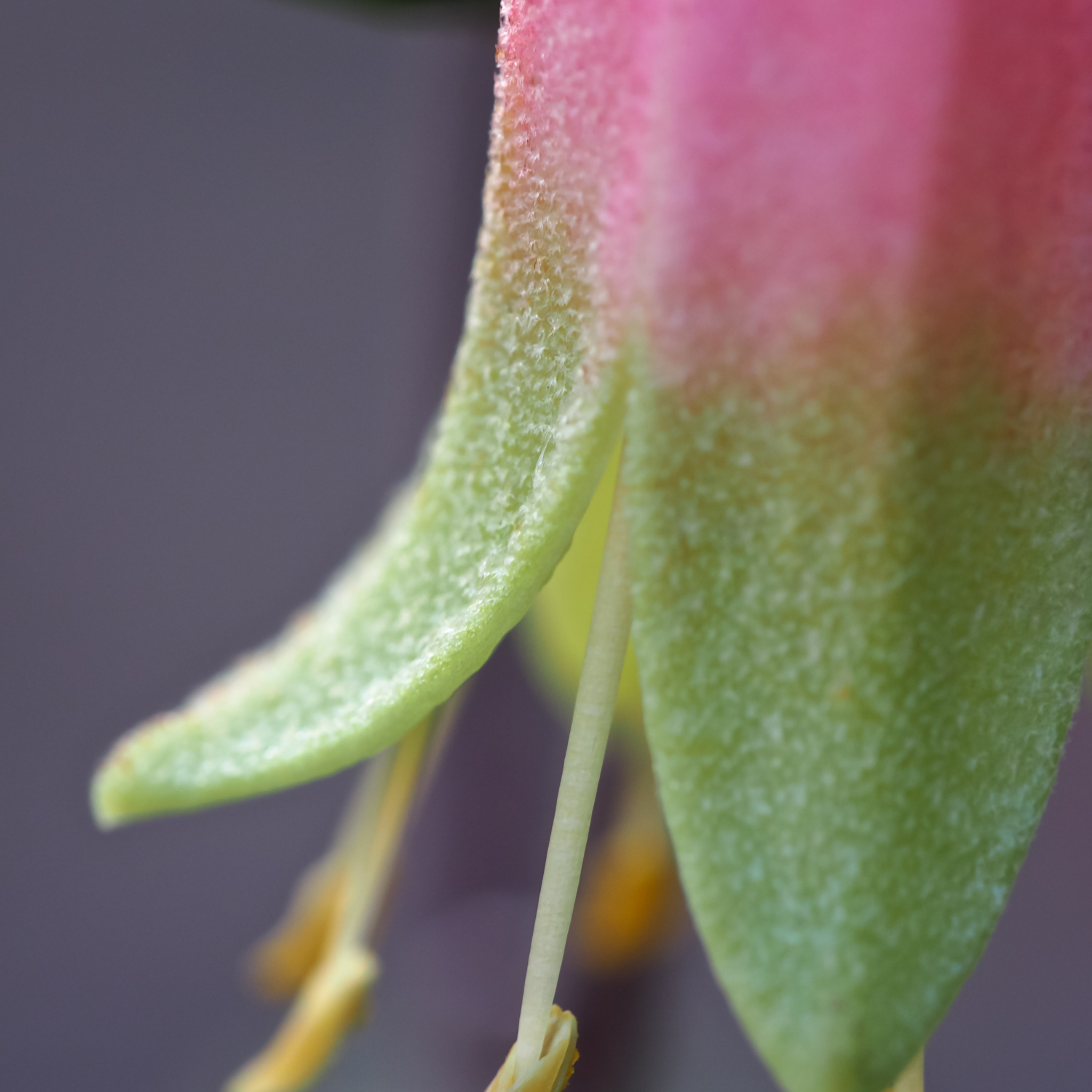 Marians Marvel Native Fuchsia - Correa reflexa backhousiana 'Marians Marvel'