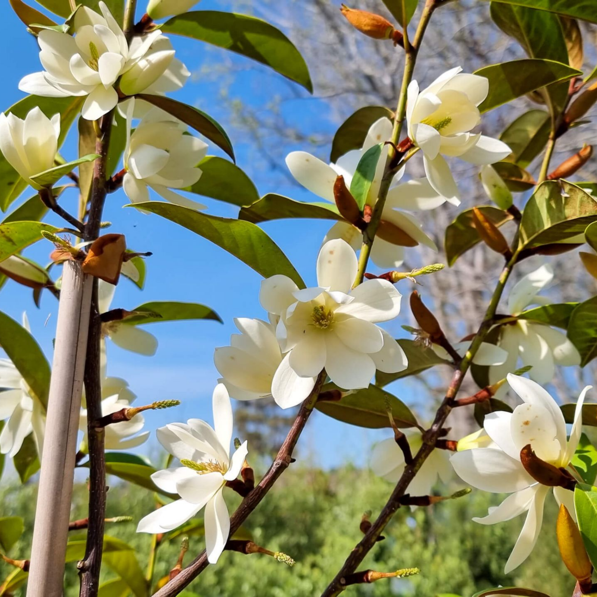 Fairy Cream Magnolia - Magnolia hybrida Fairy Cream