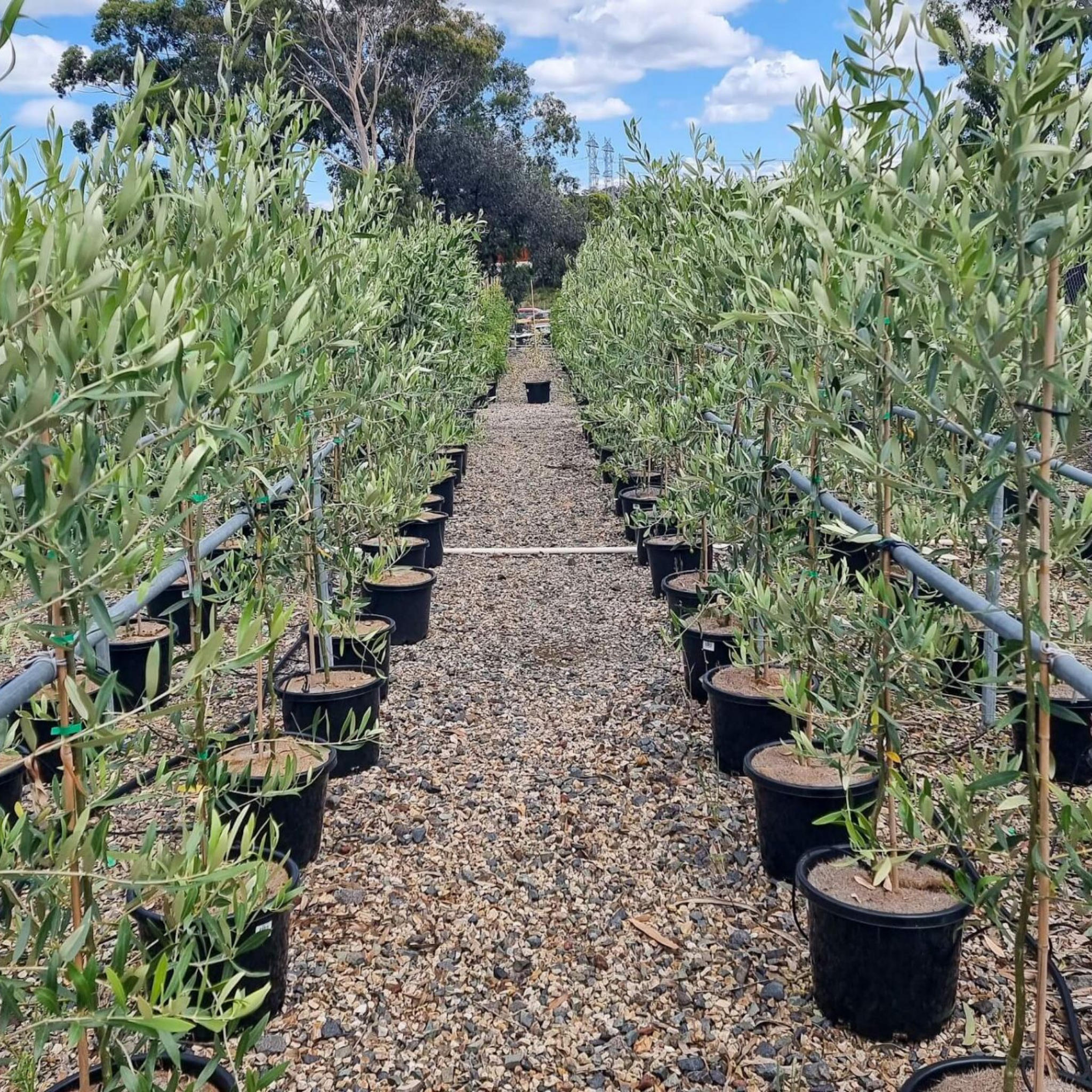 Kalamata Olive Tree - Olea europaea Kalamata