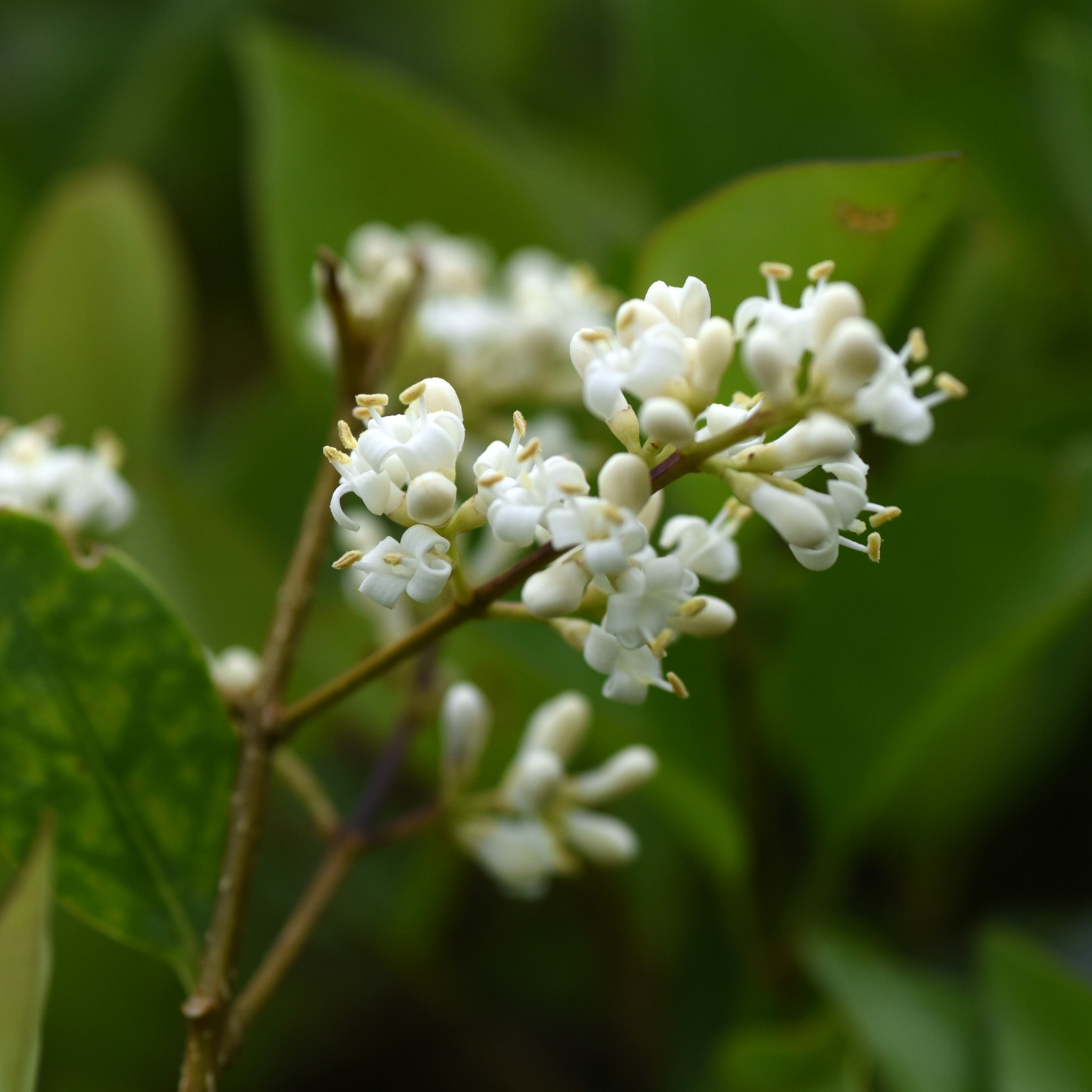 White flowers on a branch with green leaves in the background