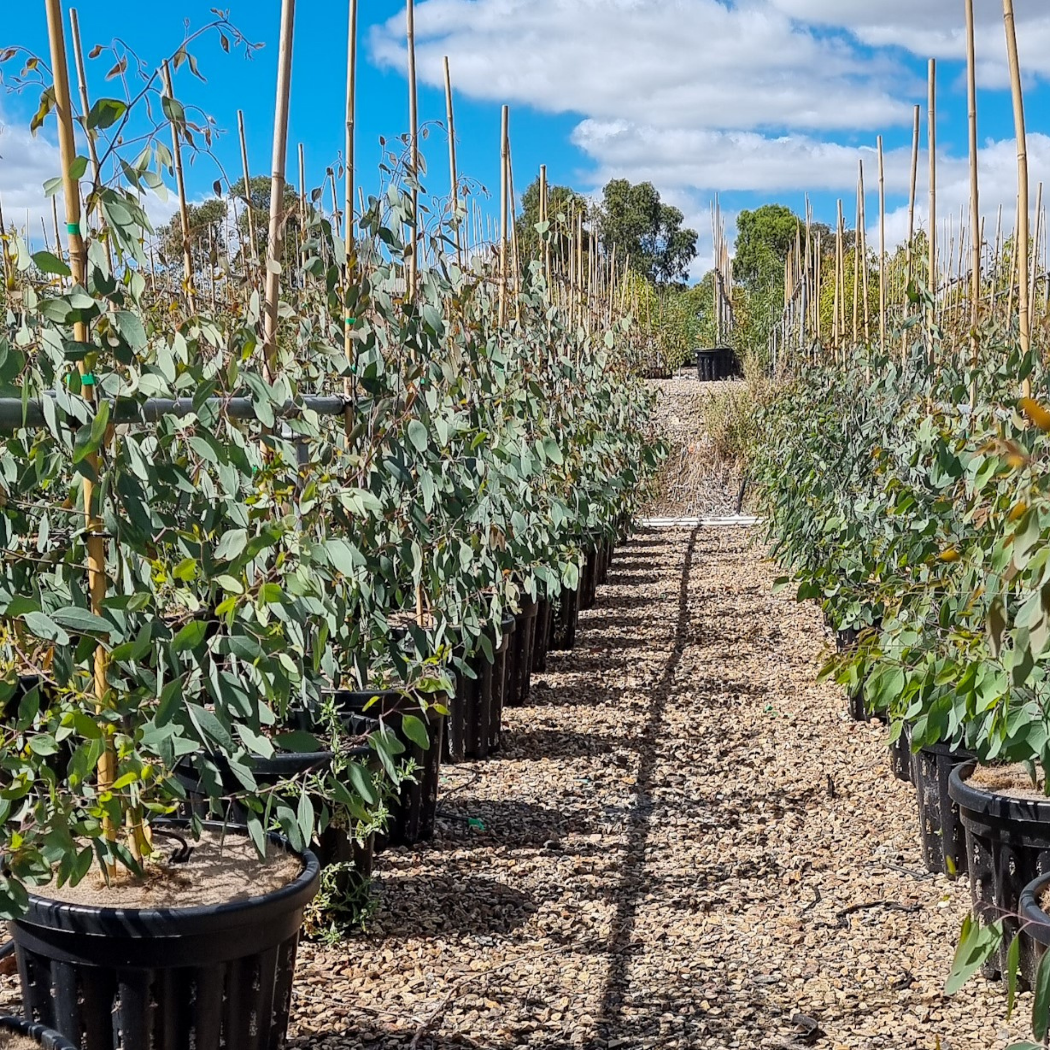 Yellow Box Gum - Eucalyptus melliodora