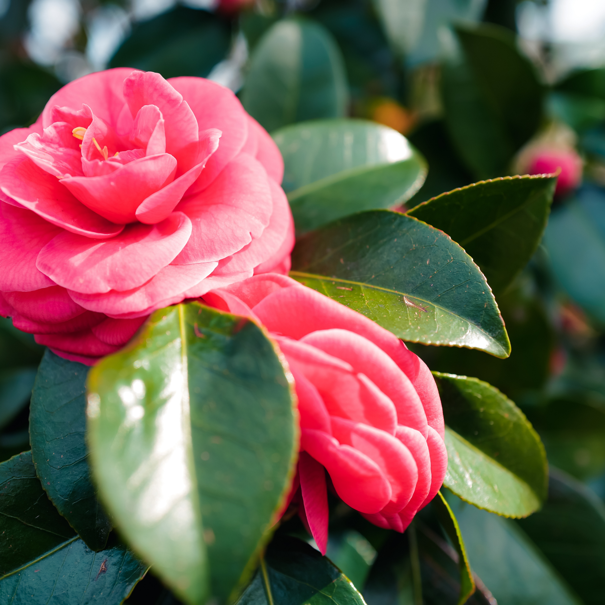 Camellia Assorted