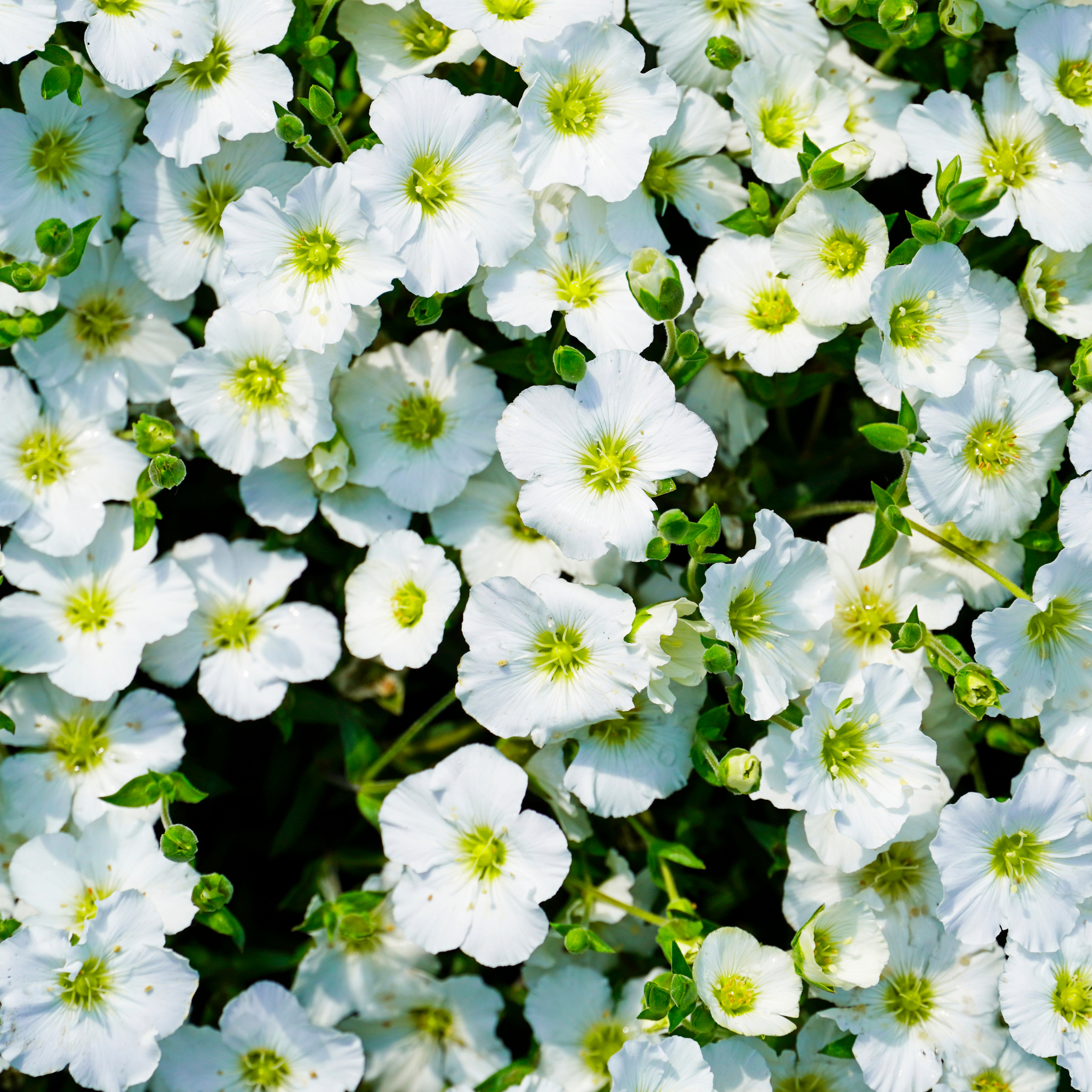 Mountain Sandwort - Arenaria montana