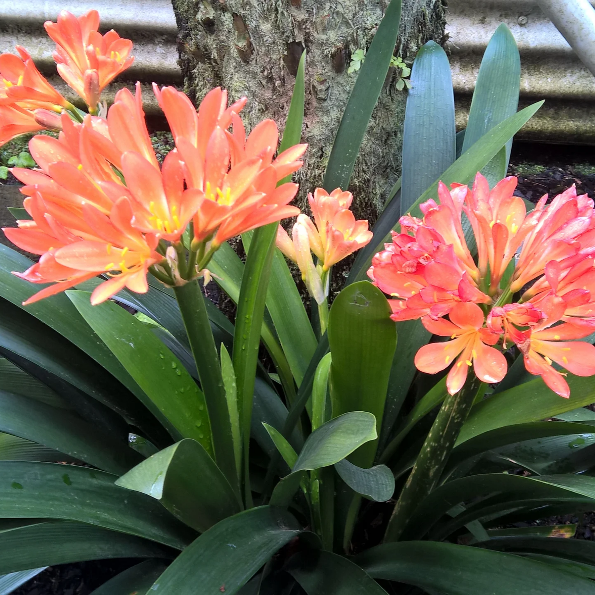 Peach-colored flowers with green leaves against a rustic background