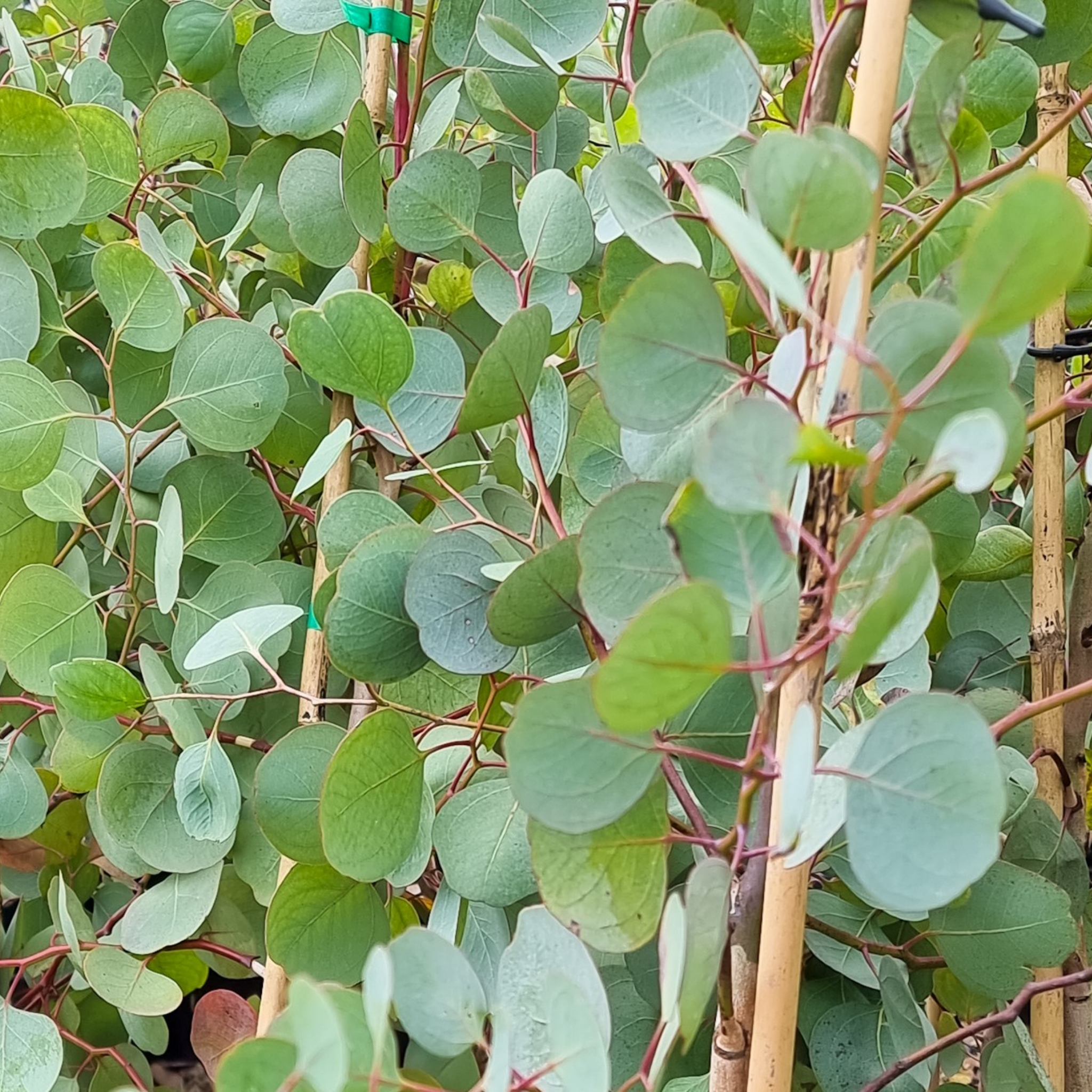 Eucalyptus Red Box Gum - Eucalyptus polyanthemos