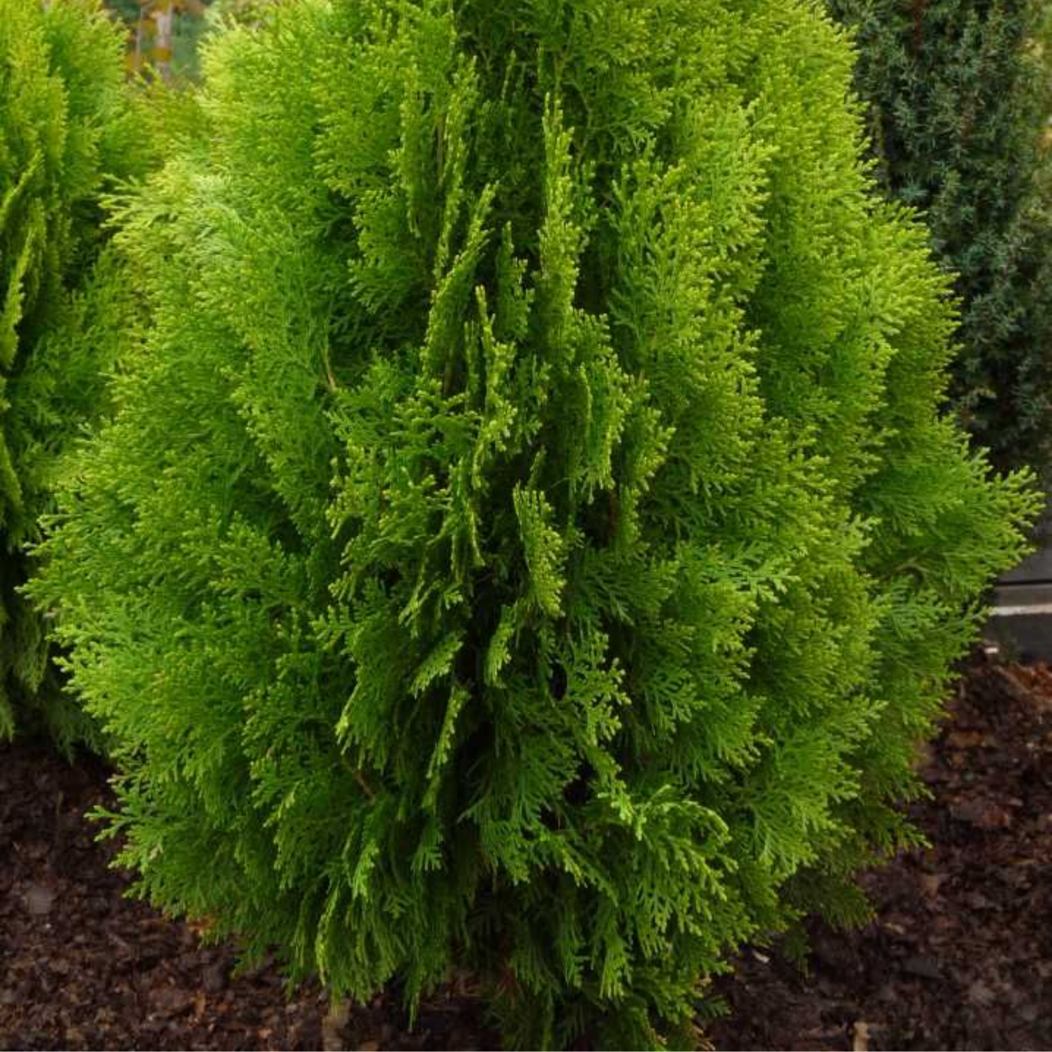 Oriental Arborvitae - Thuja orientalis