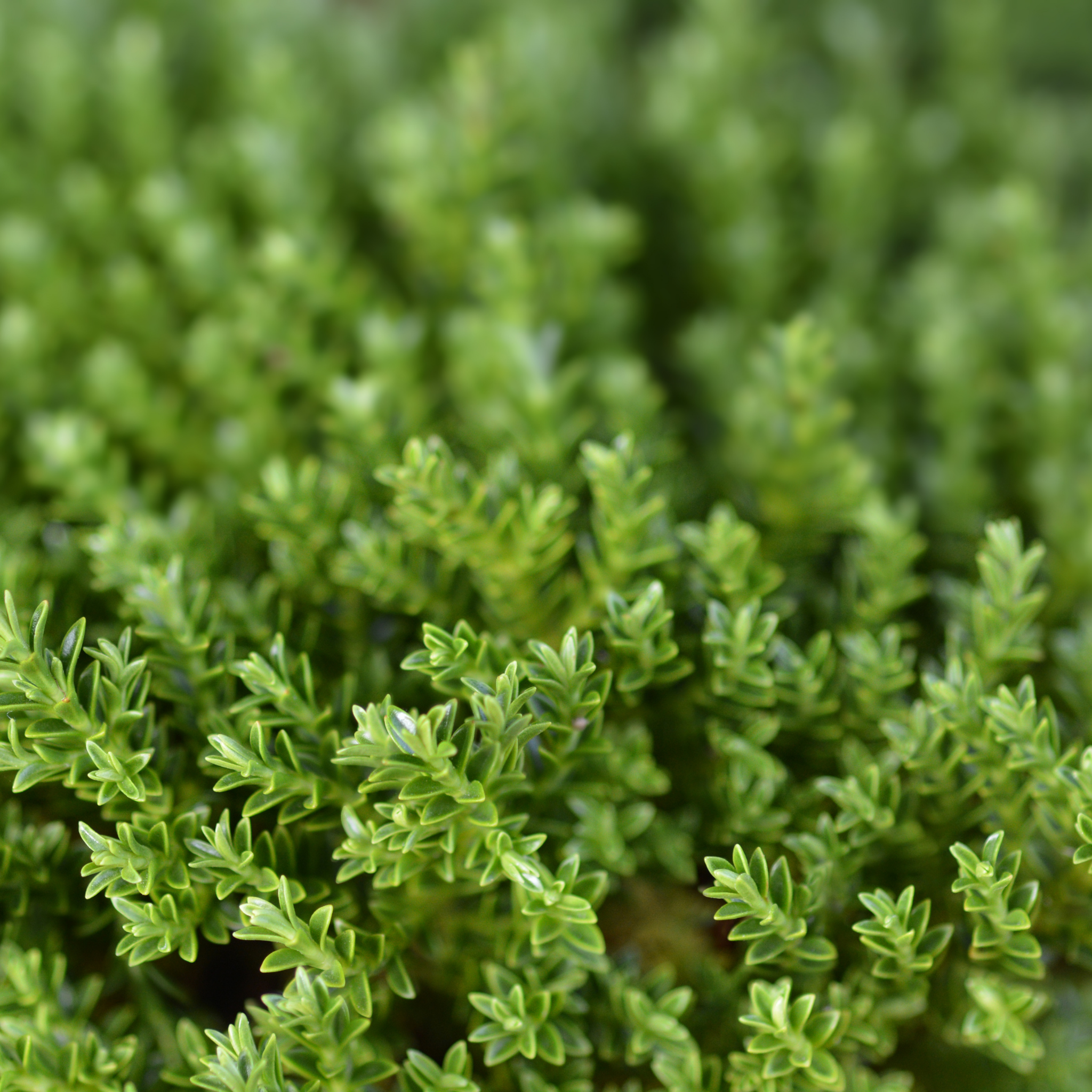 Shrubby Veronica Emerald Green - Hebe hybrida 'Emerald Green'