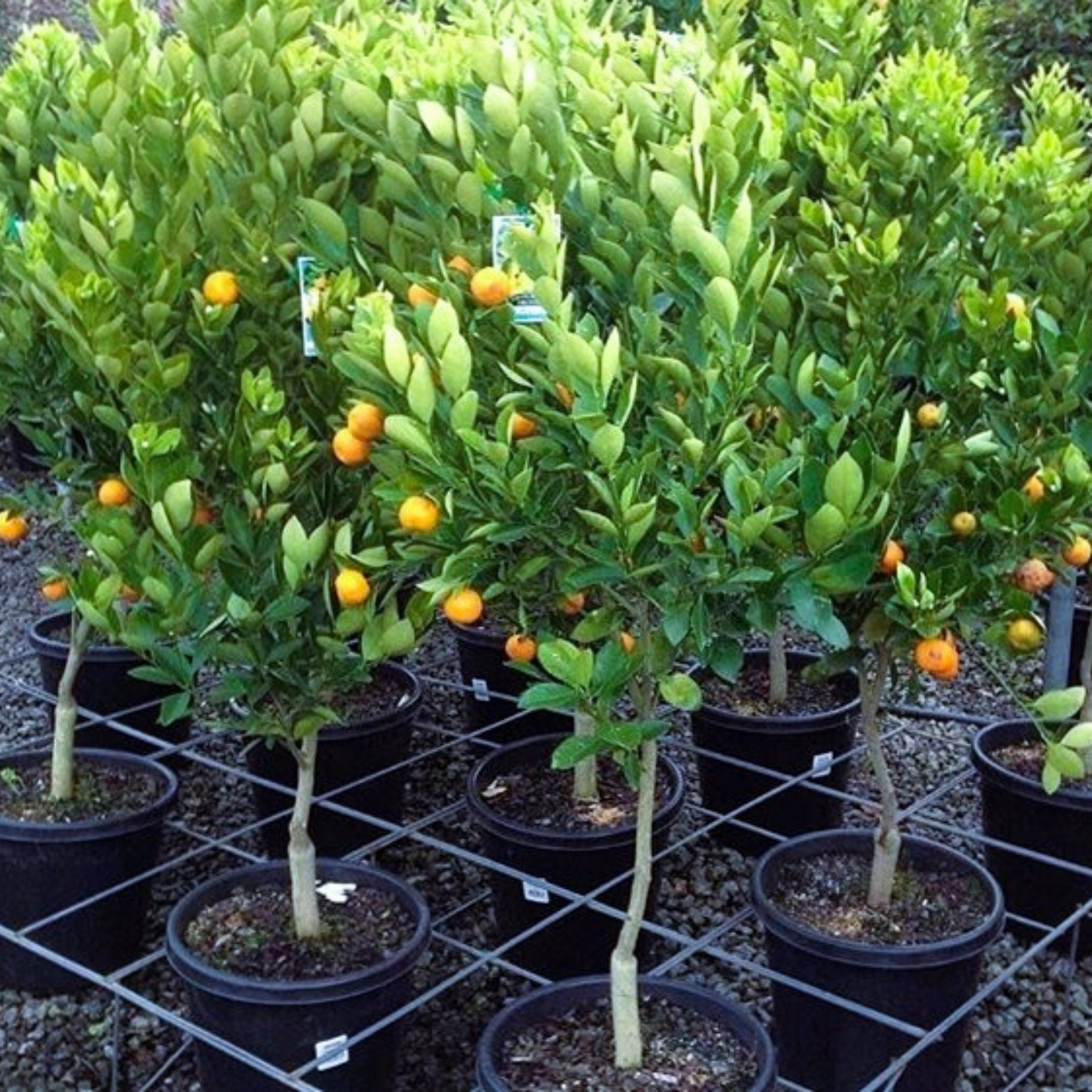Australian Cumquat - Fortunella japonica Calamondin