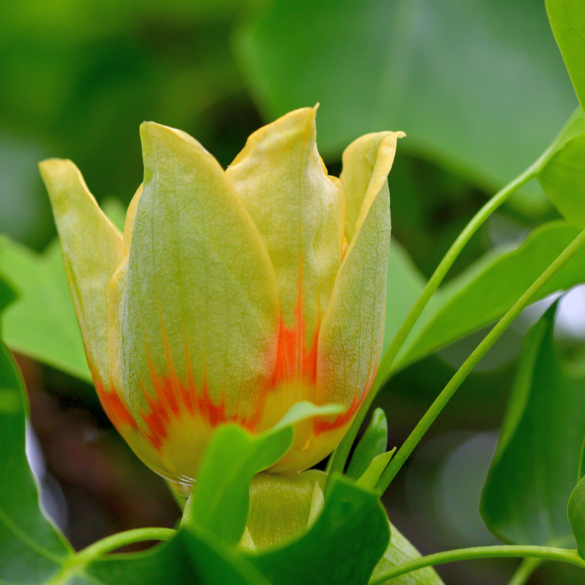 Tulip Tree - Liriodendron tulipifera