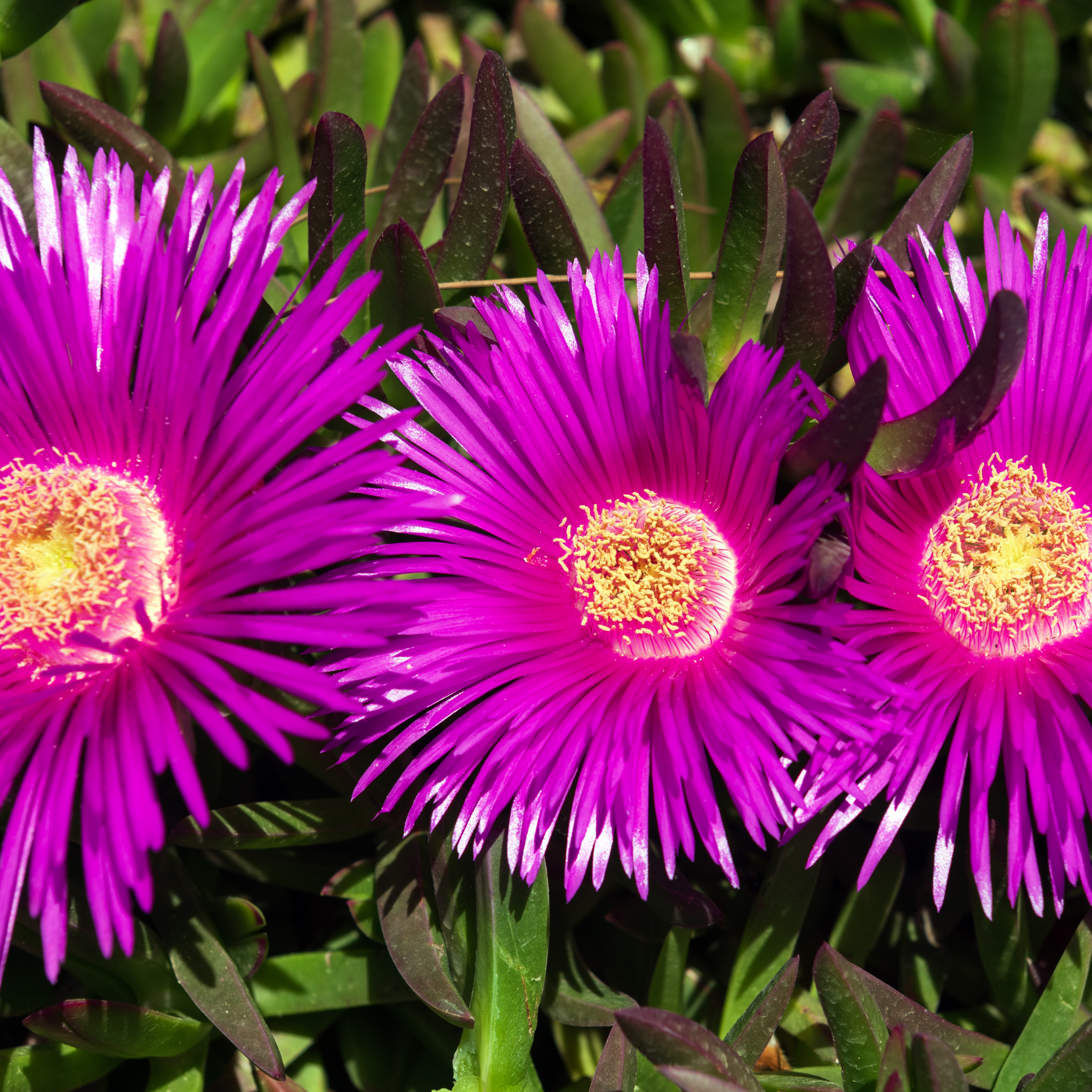 Pigface/Sea Fig - Carpobrotus glaucescens