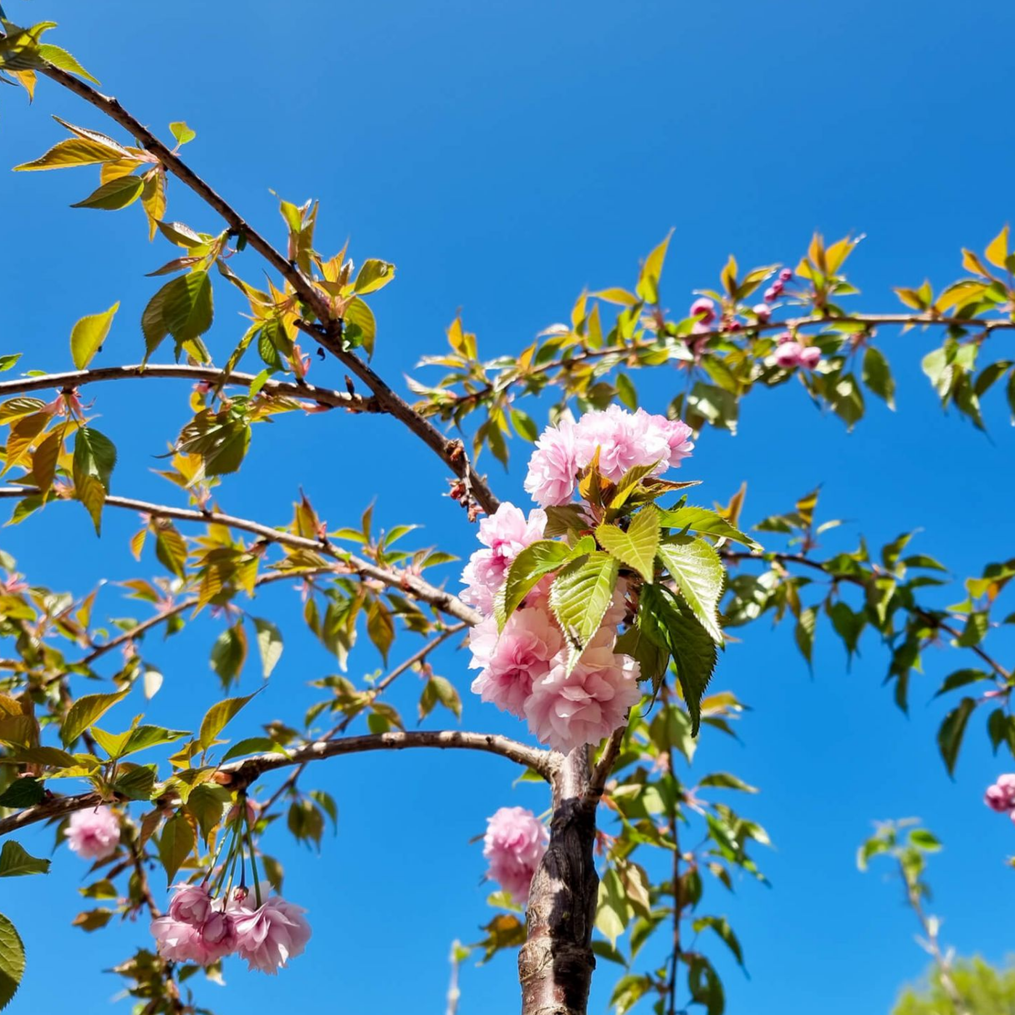 Cherry blossom branch with pink flowers against a clear blue sky