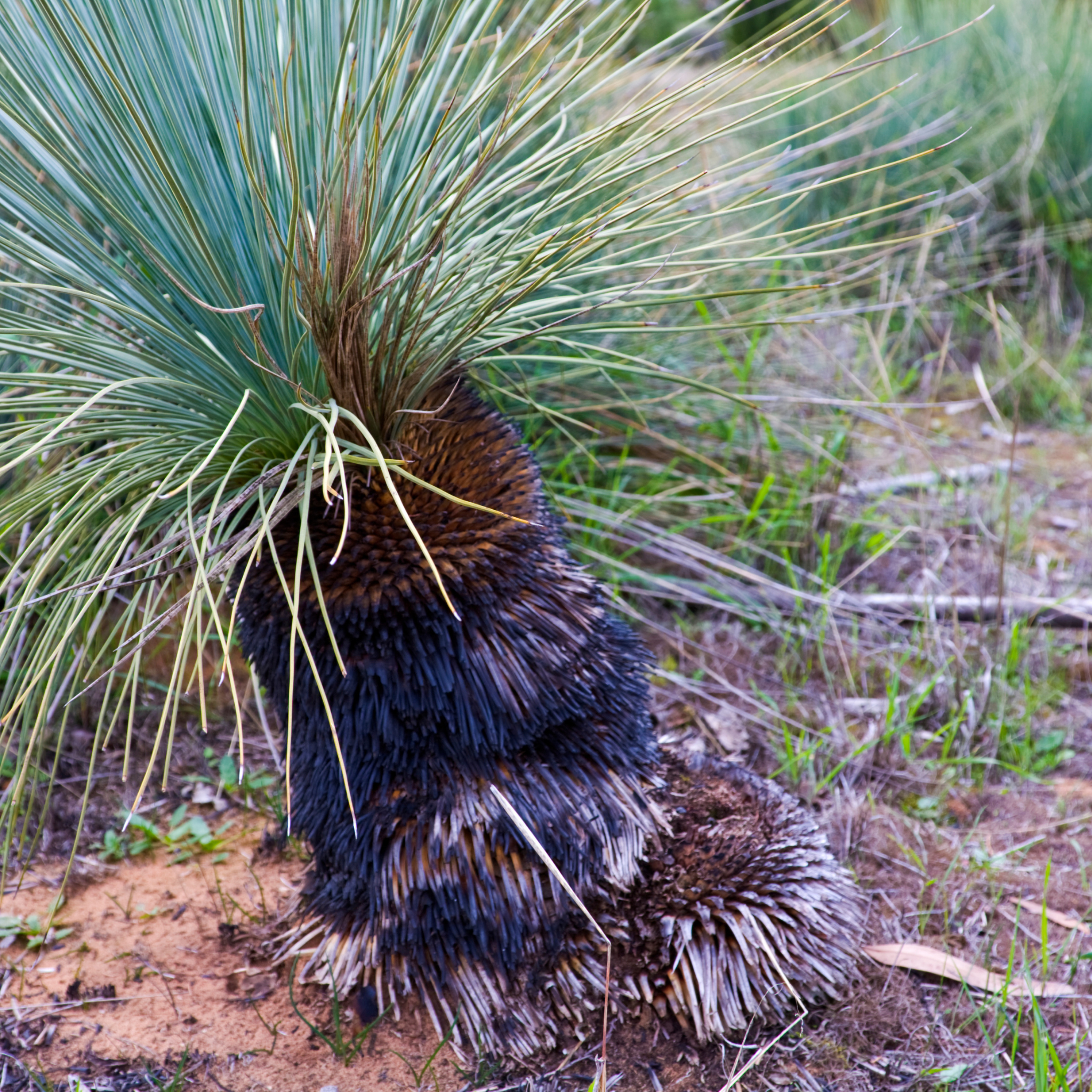 Johnson Grass Tree - Xanthorrhoea johnsonii