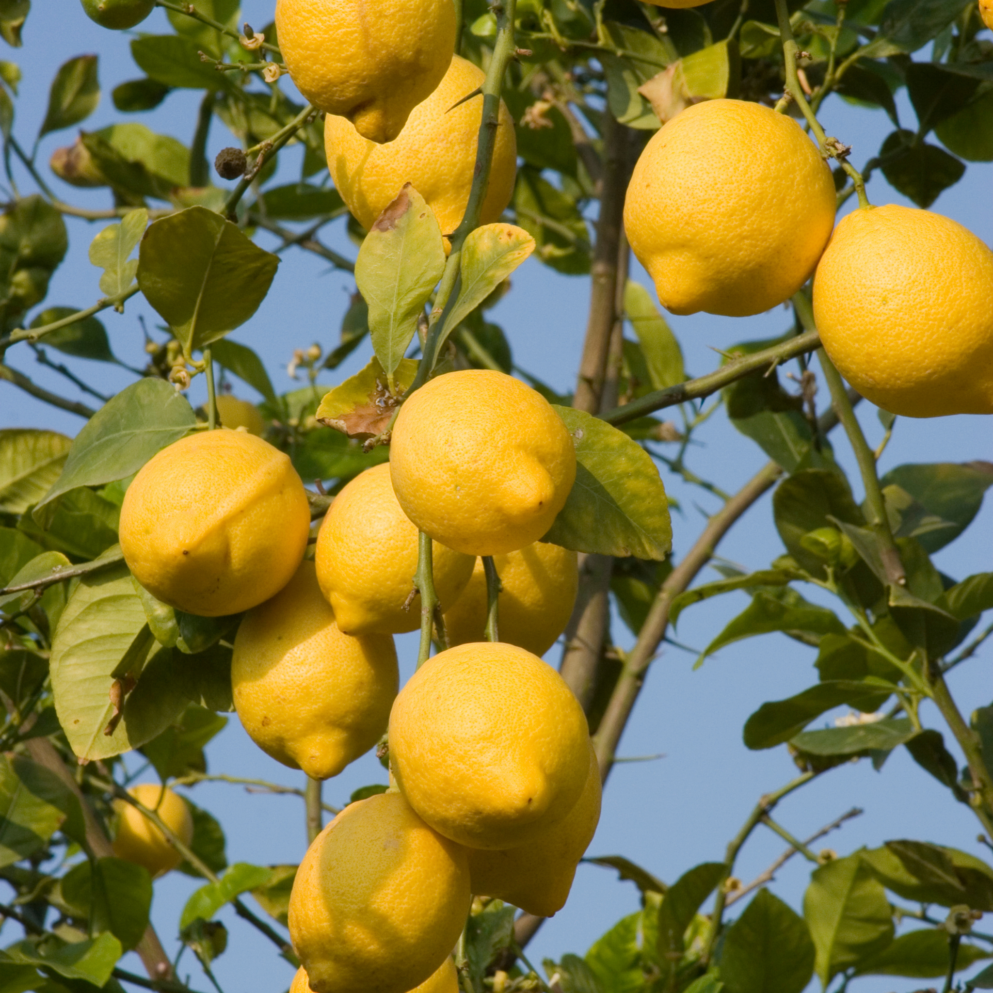 Dwarf Lemon Lots A Lemons - Citrus limon 'Lots A Lemons'
