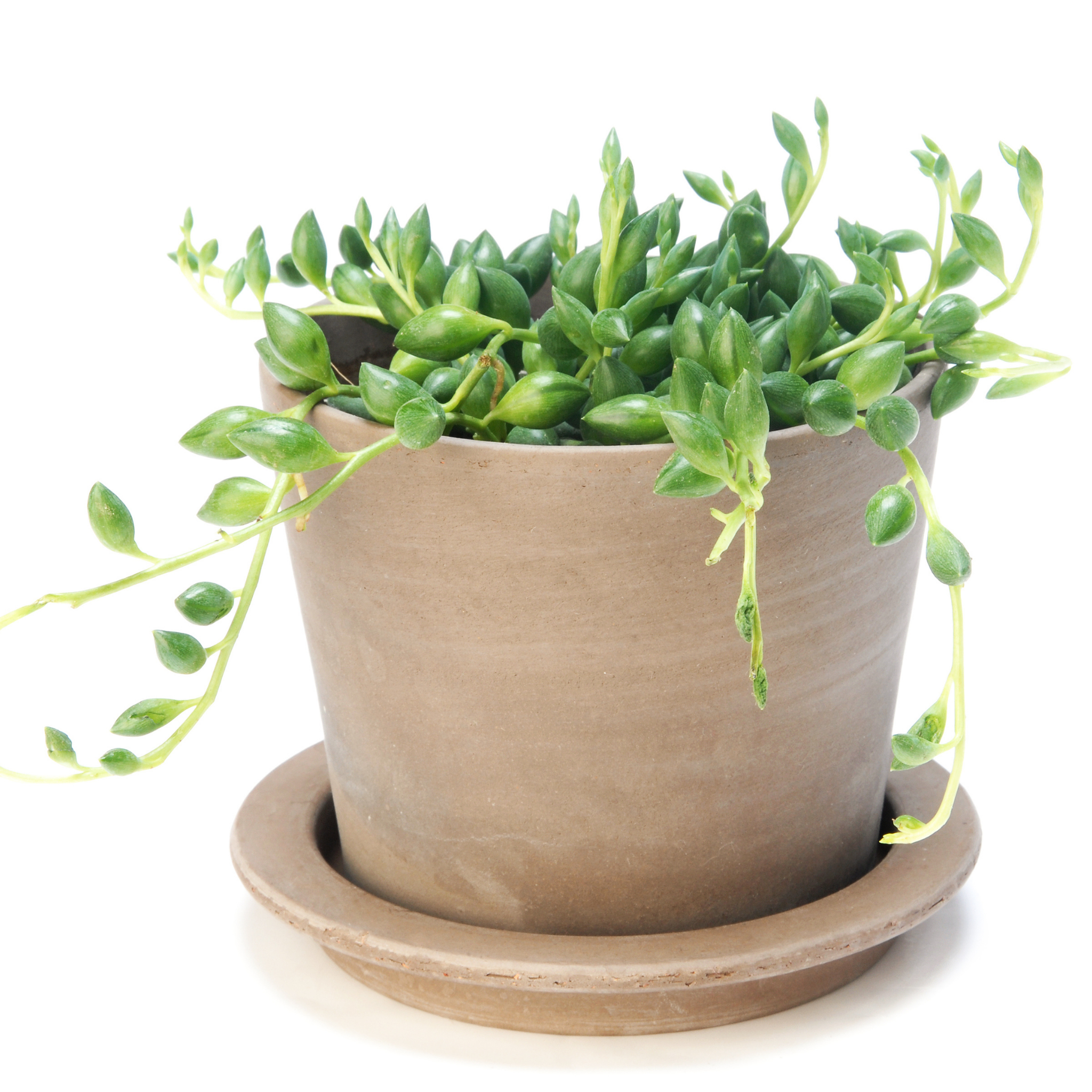 Senecio herrianus Angel Tears - String of Tears