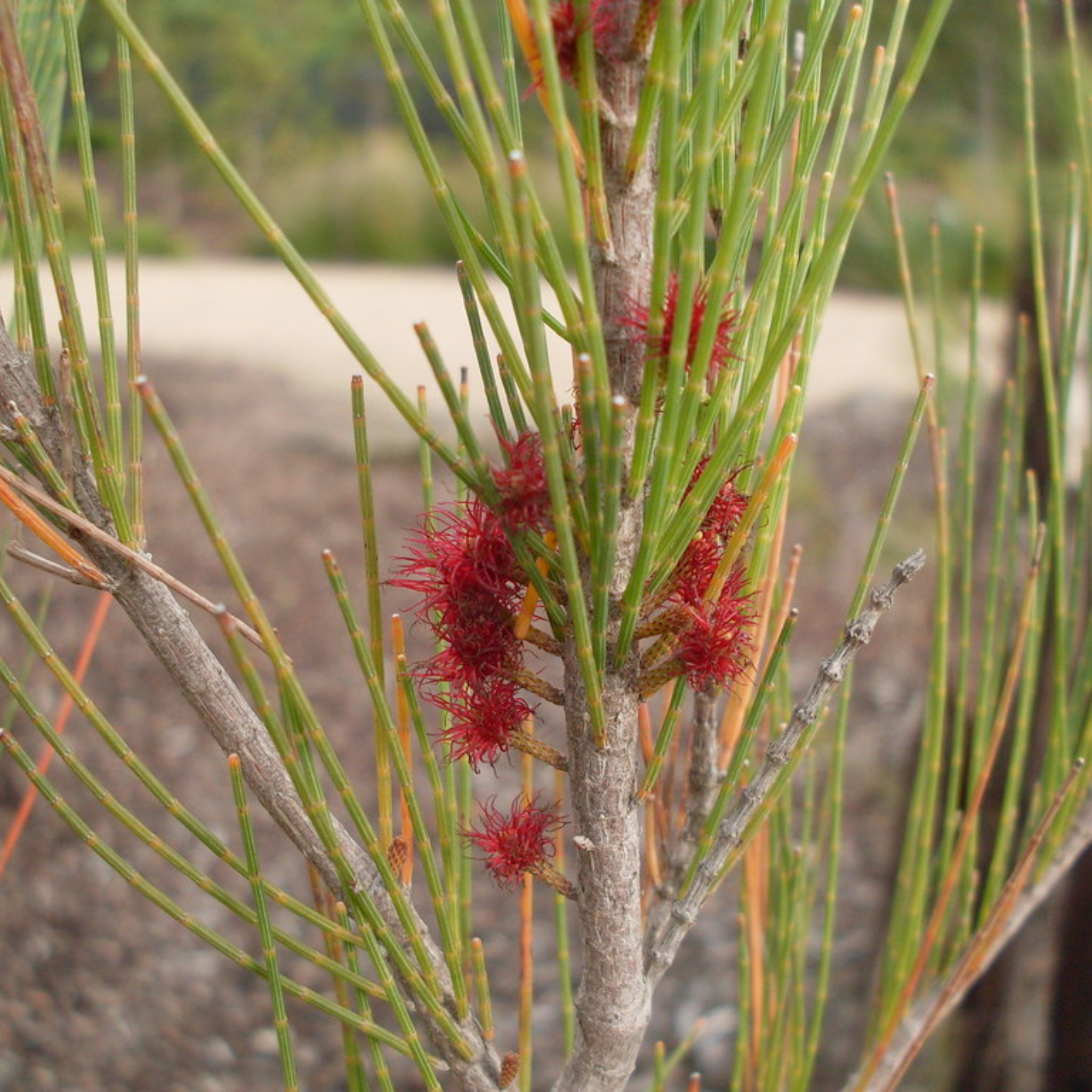 Close-up of a plant with red flowers and green leaves.