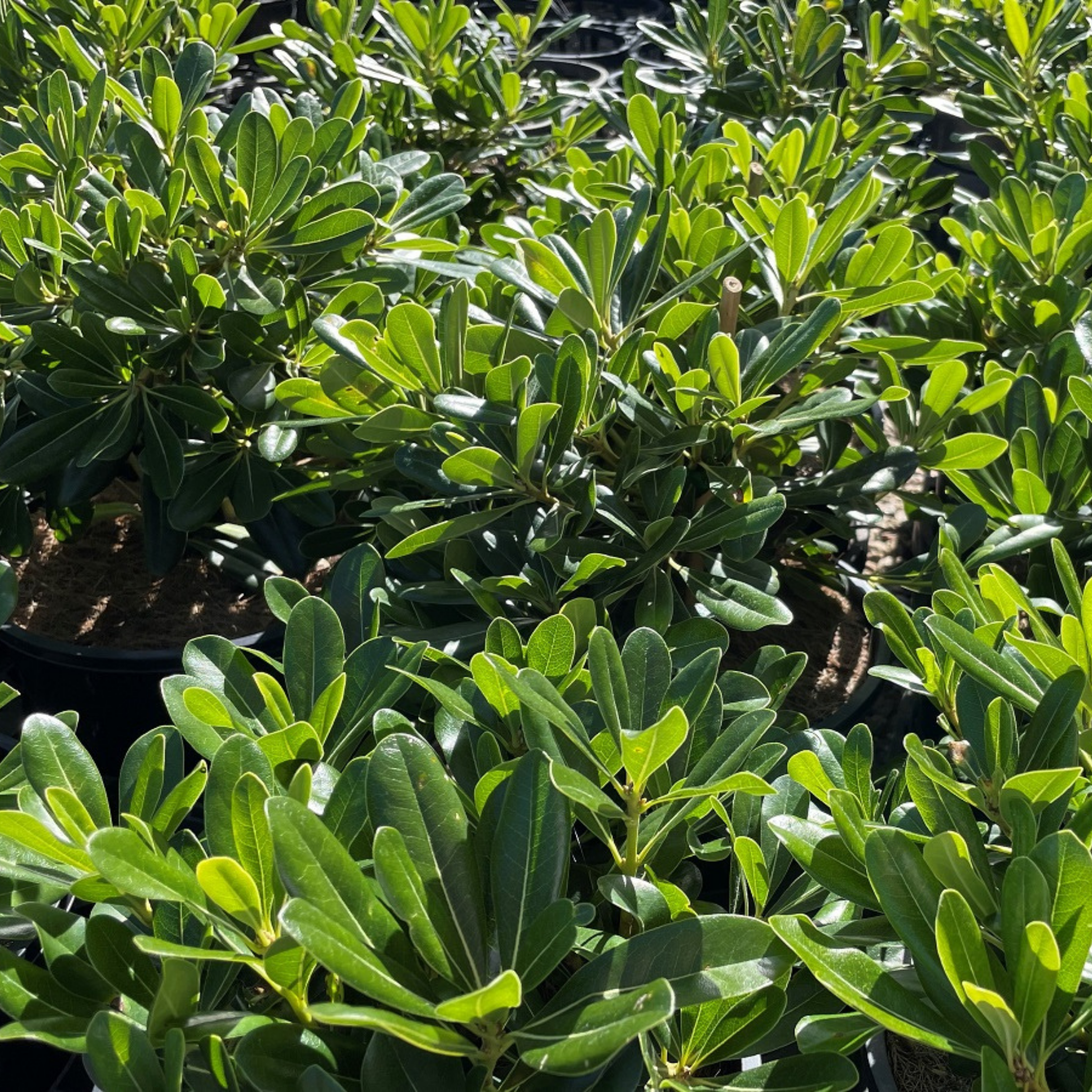 Pittosporum Compact Miss Muffet - Pittosporum tobira Miss Muffet