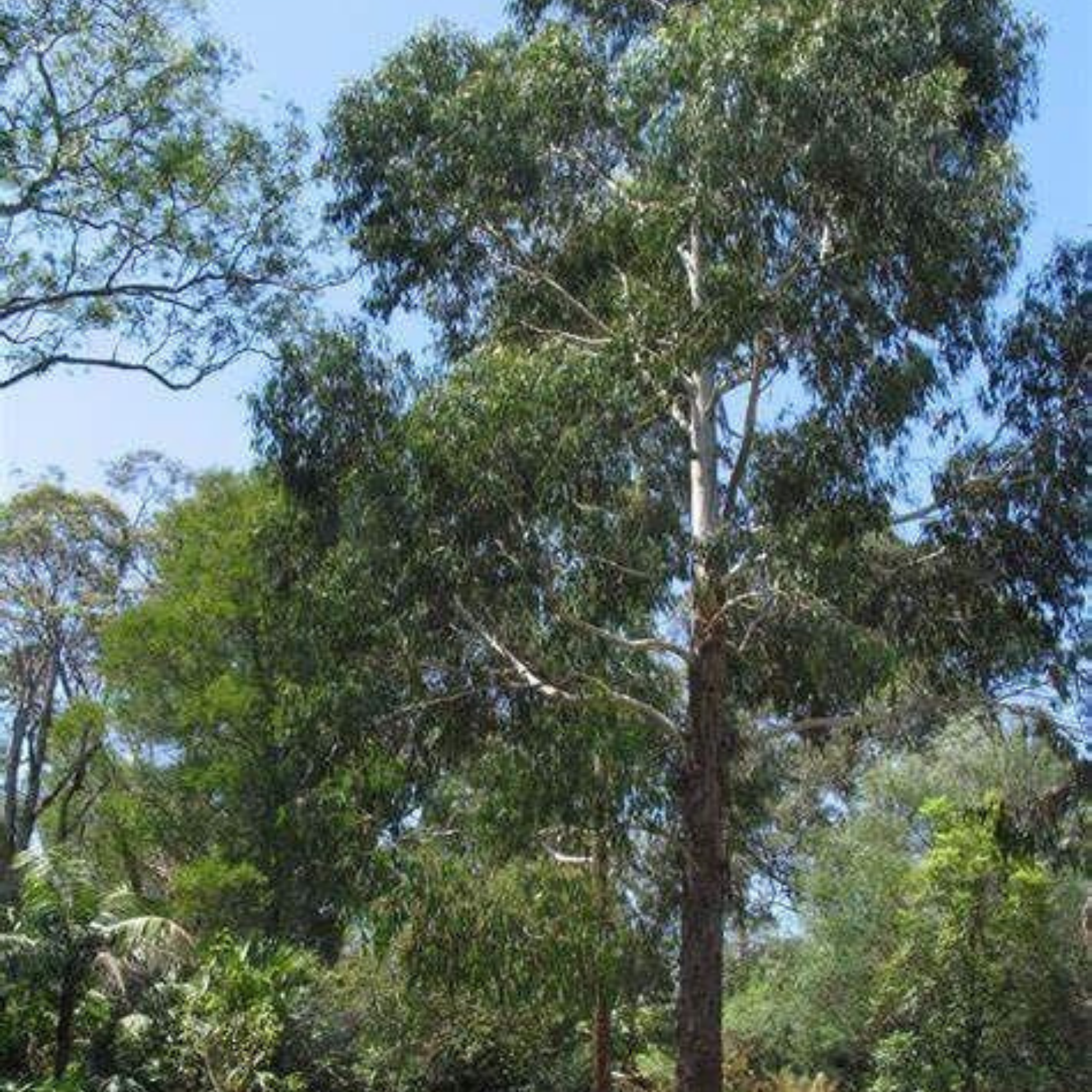 Swamp Gum / Black Gum - Eucalyptus ovata