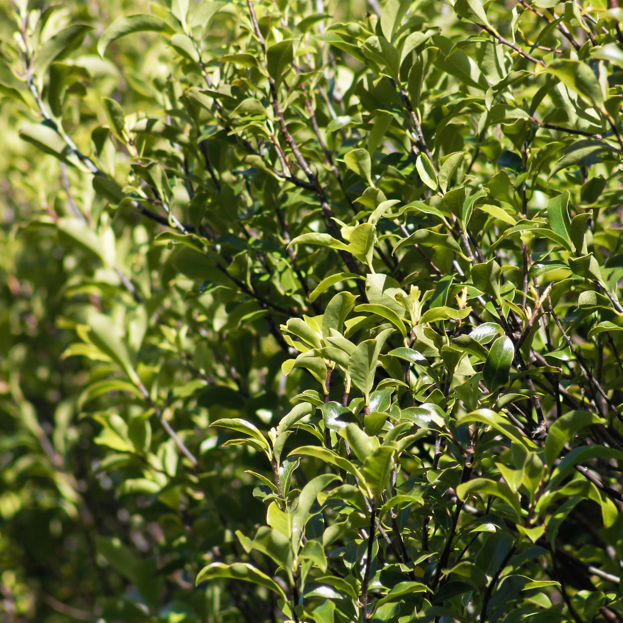 Close-up of green leaves on a tree