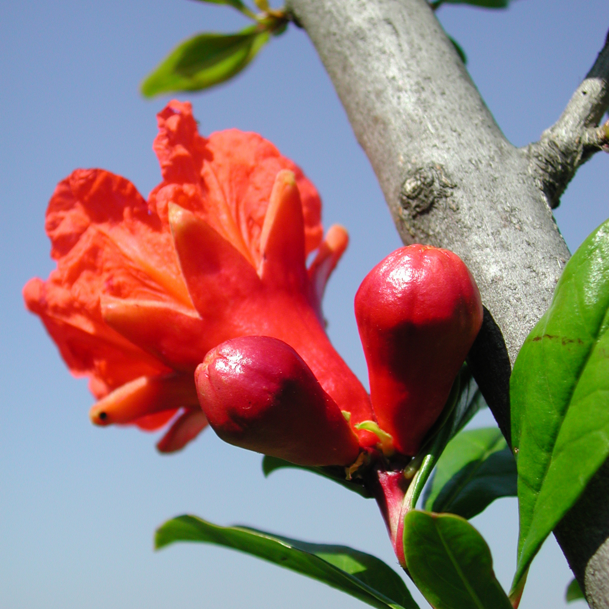 Pomegranate Tree - Punica granatum Wonderful