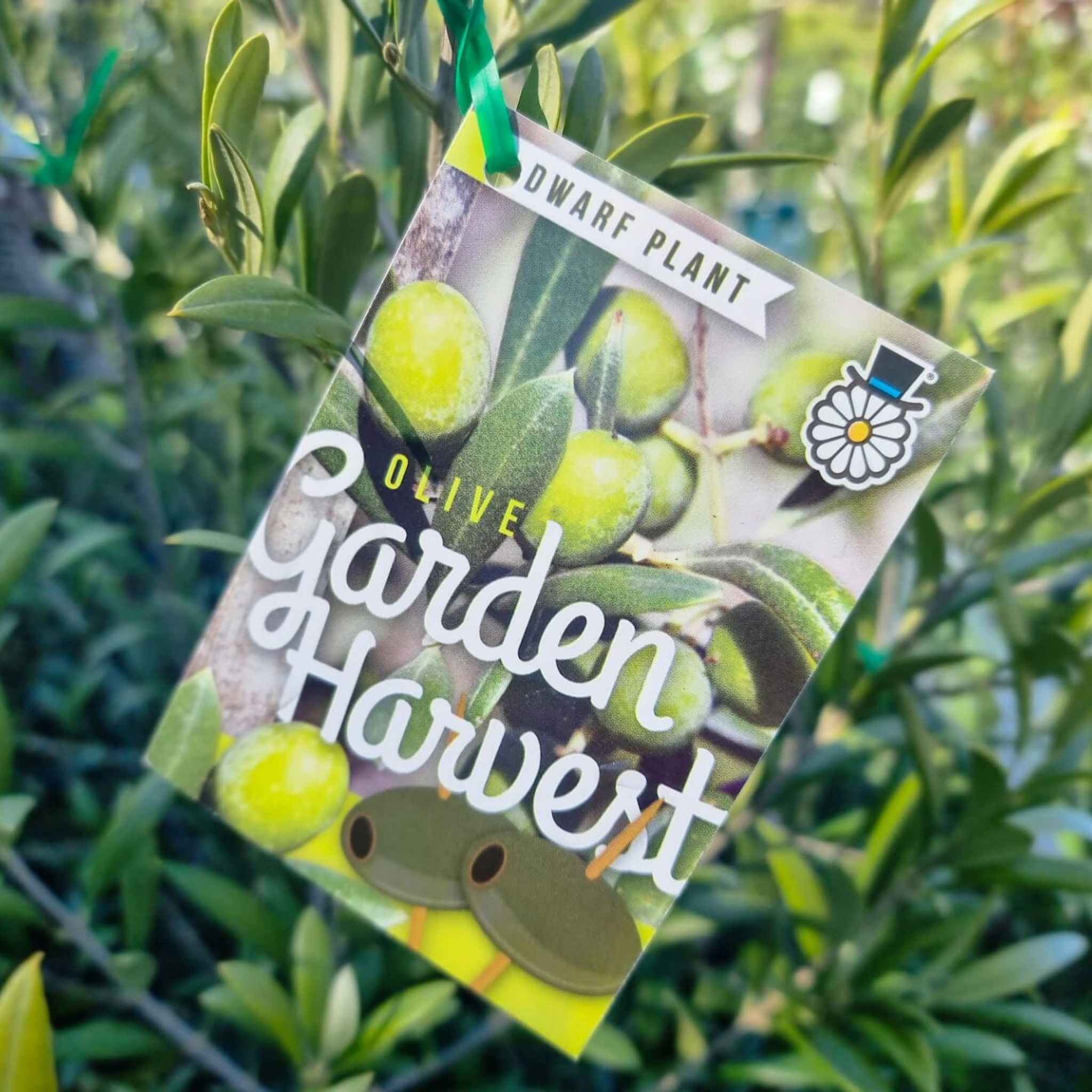 Dwarf Olive Garden Harvest - Olea europaea Garden Harvest