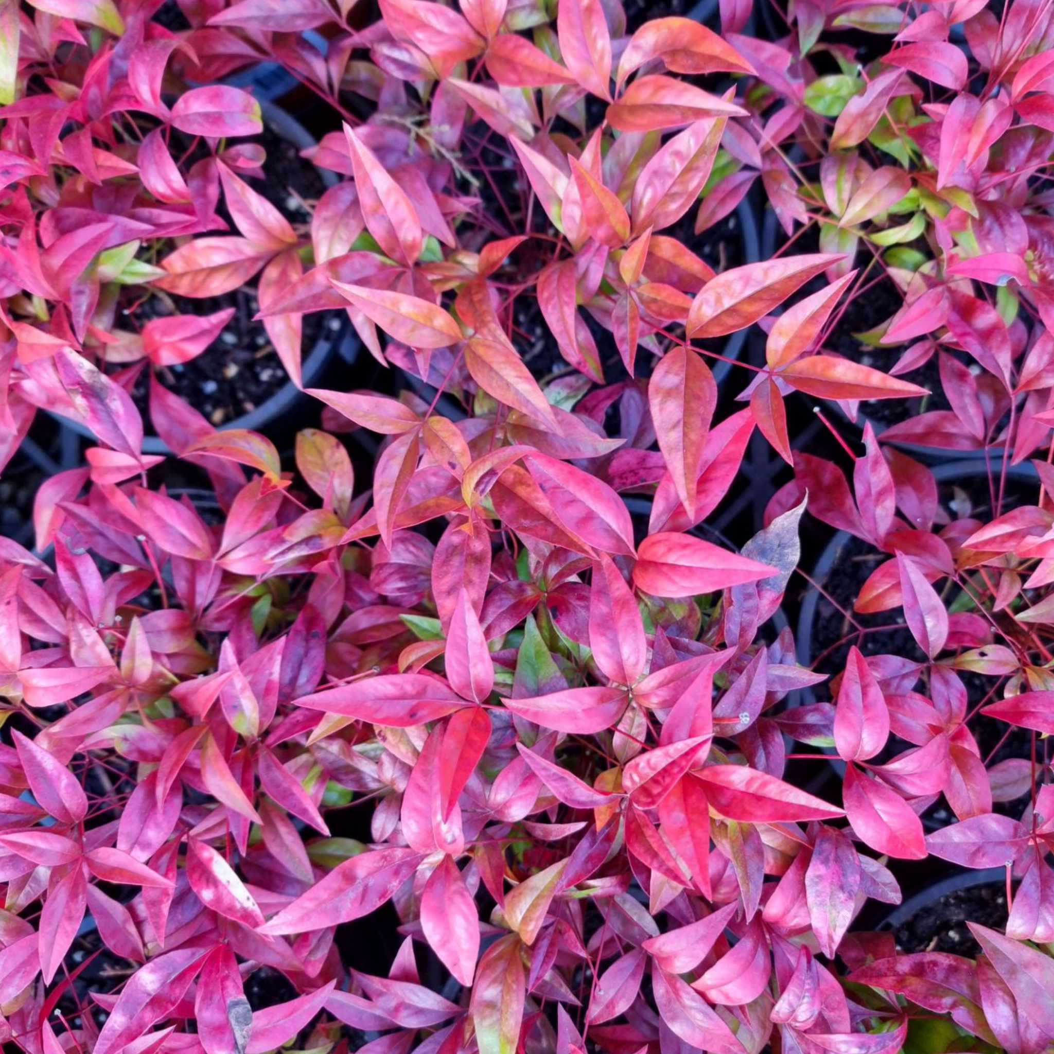 Nandina Dwarf - Nandina domestica Nana