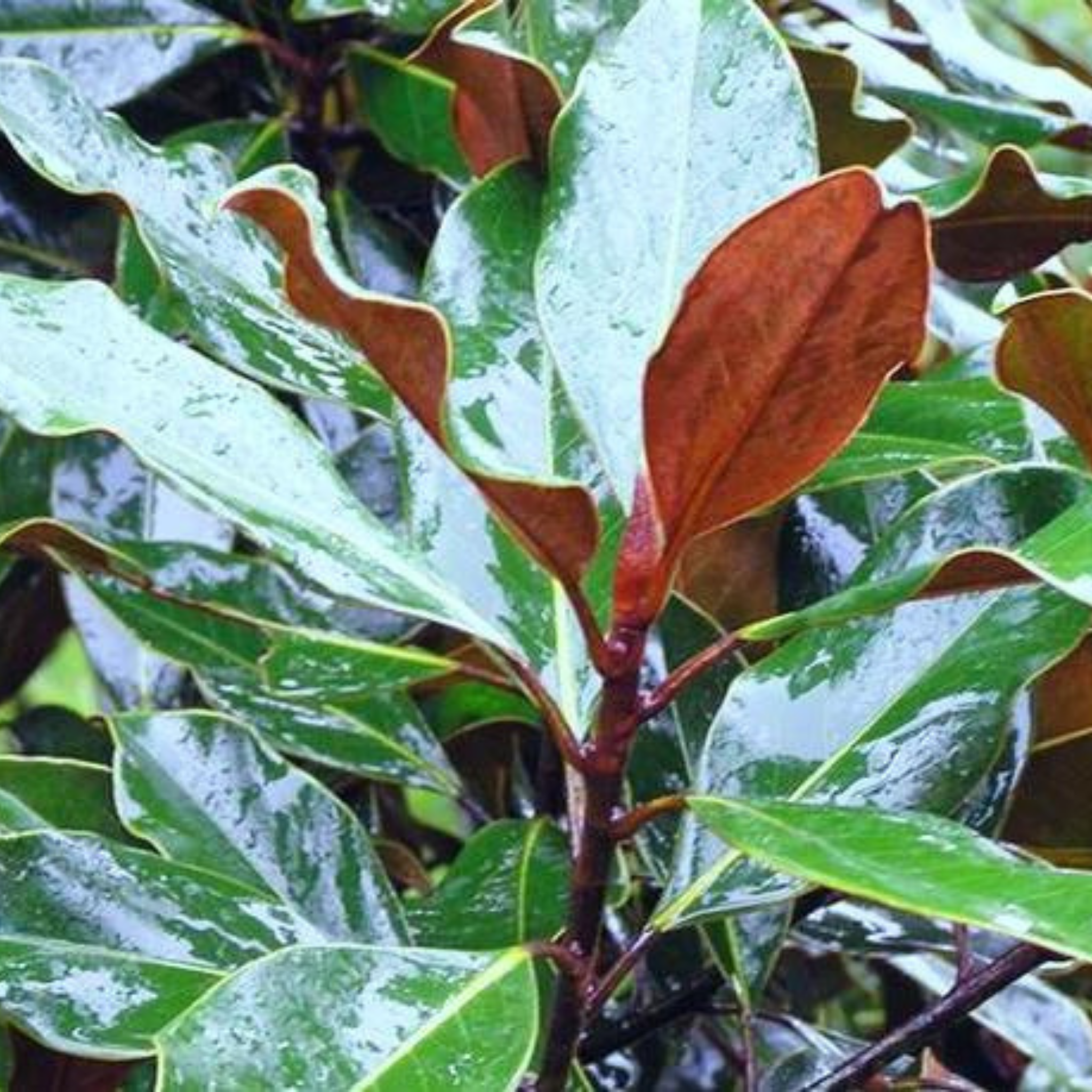 Magnolia Kay Paris - Magnolia grandiflora Kay Parris