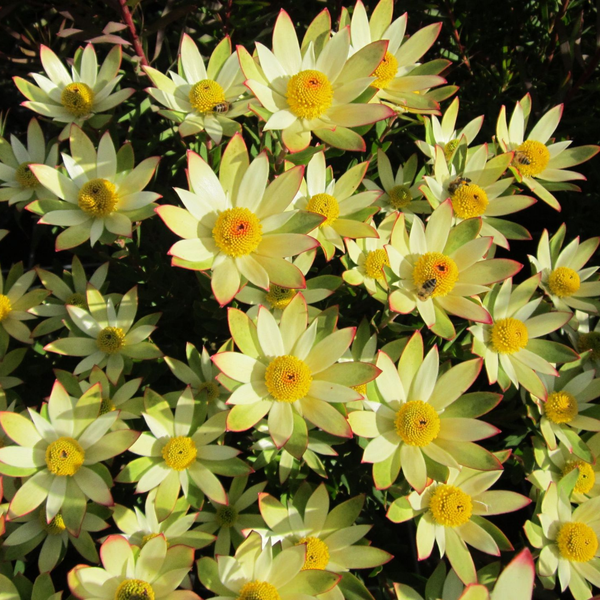 Yellow Conebush - Leucadendron hybrida Sundance