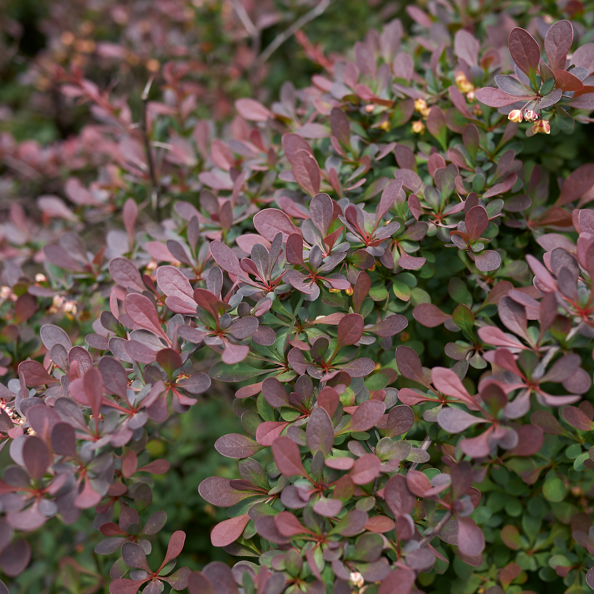 Purple Japanese Barberry - Berberis thunbergii atropurpurea