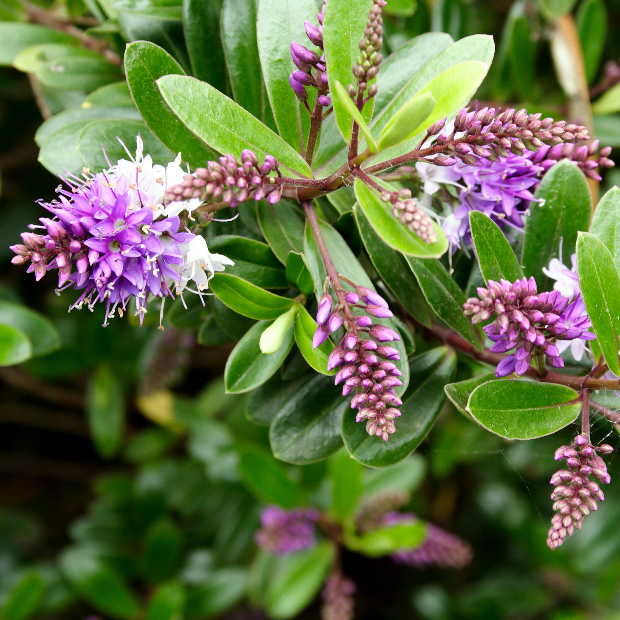 Showy Hebe Inspiration - Hebe speciosa diosmifolia 'Inspiration'