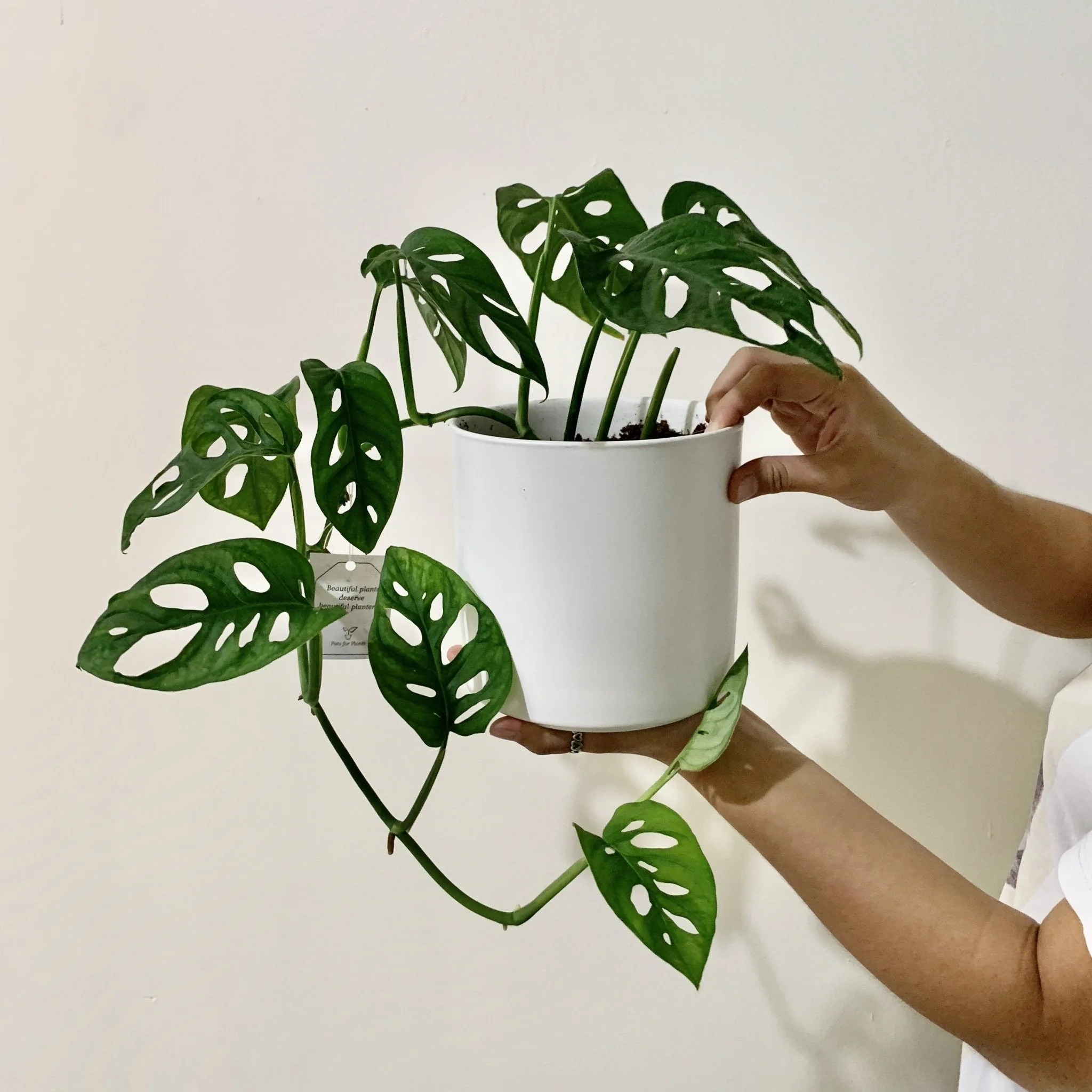 Swiss Cheese Vine - Monstera adansonii